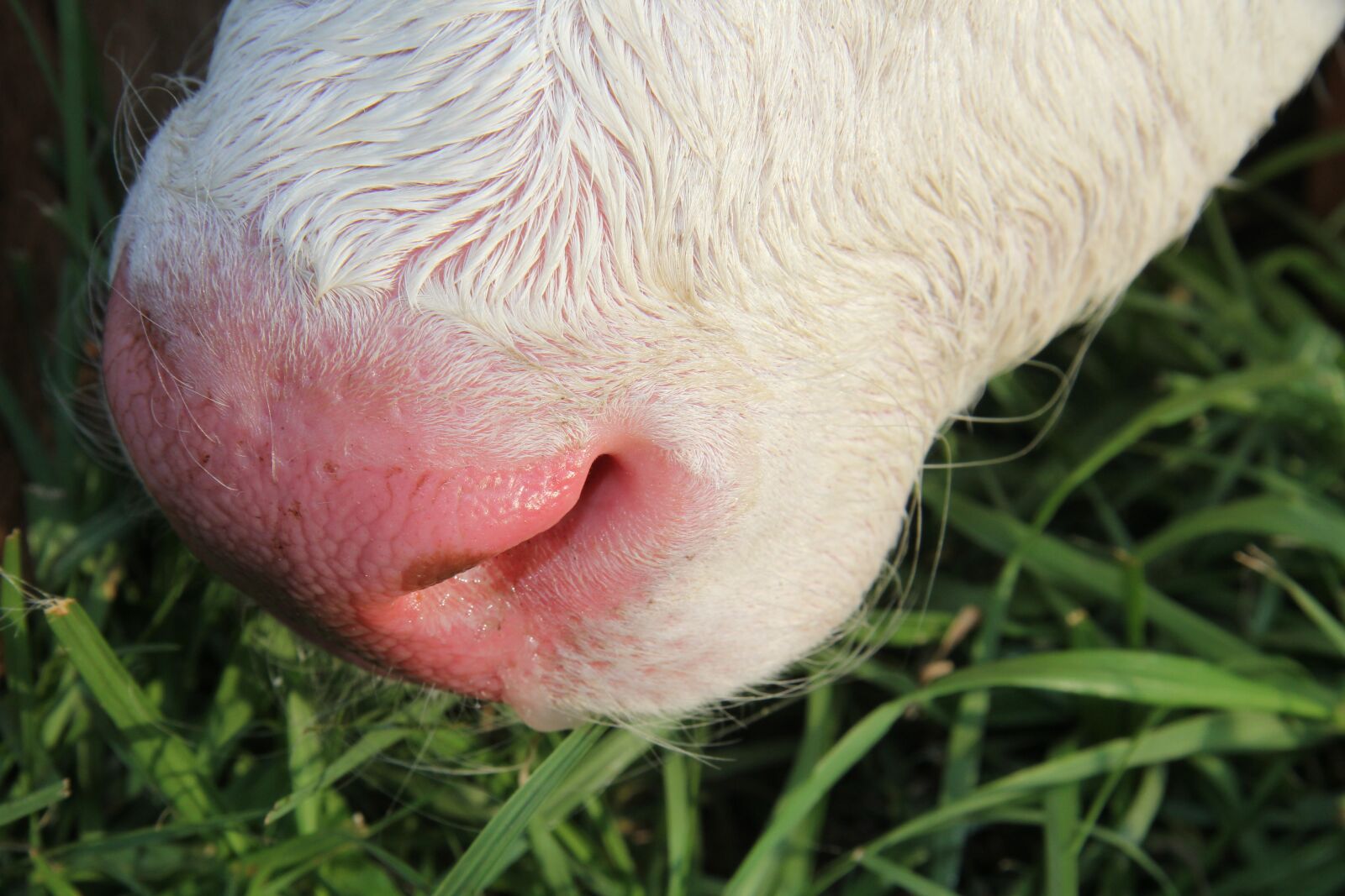 Canon EF-S 17-85mm F4-5.6 IS USM sample photo. Nose, calf, baby photography