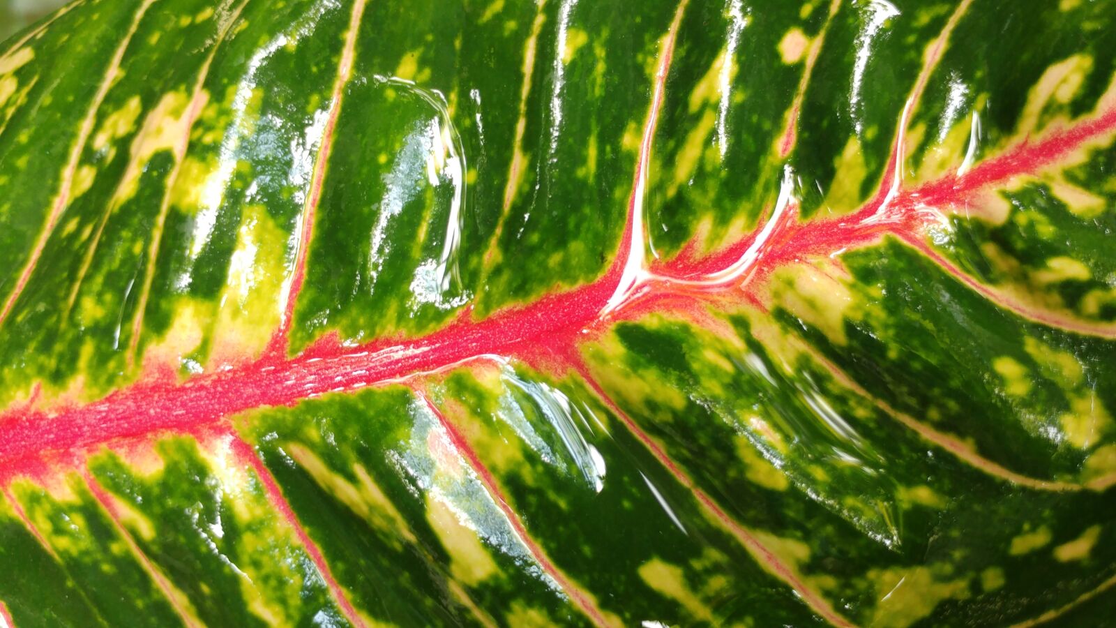 LG G5 sample photo. Colored leaf, raindrops, wet photography