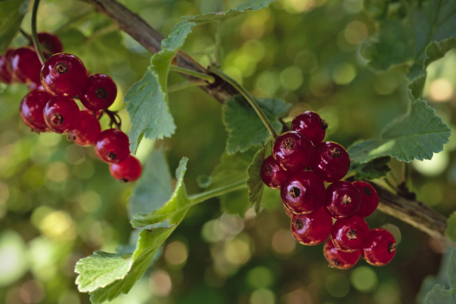 Nikon D5600 sample photo. Currants, berries, fruits photography