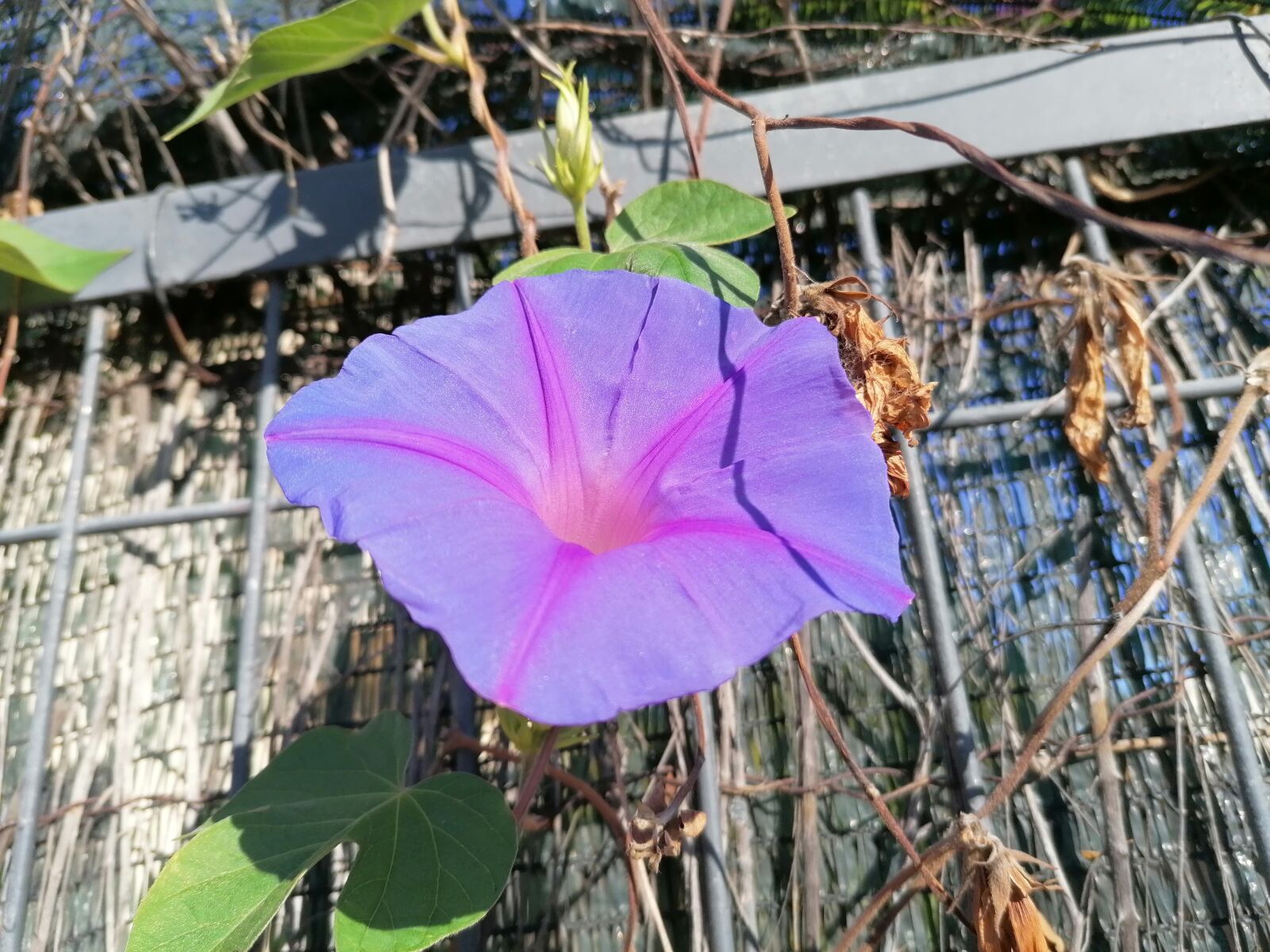 HUAWEI P30 LITE sample photo. Flower, nature, blue photography