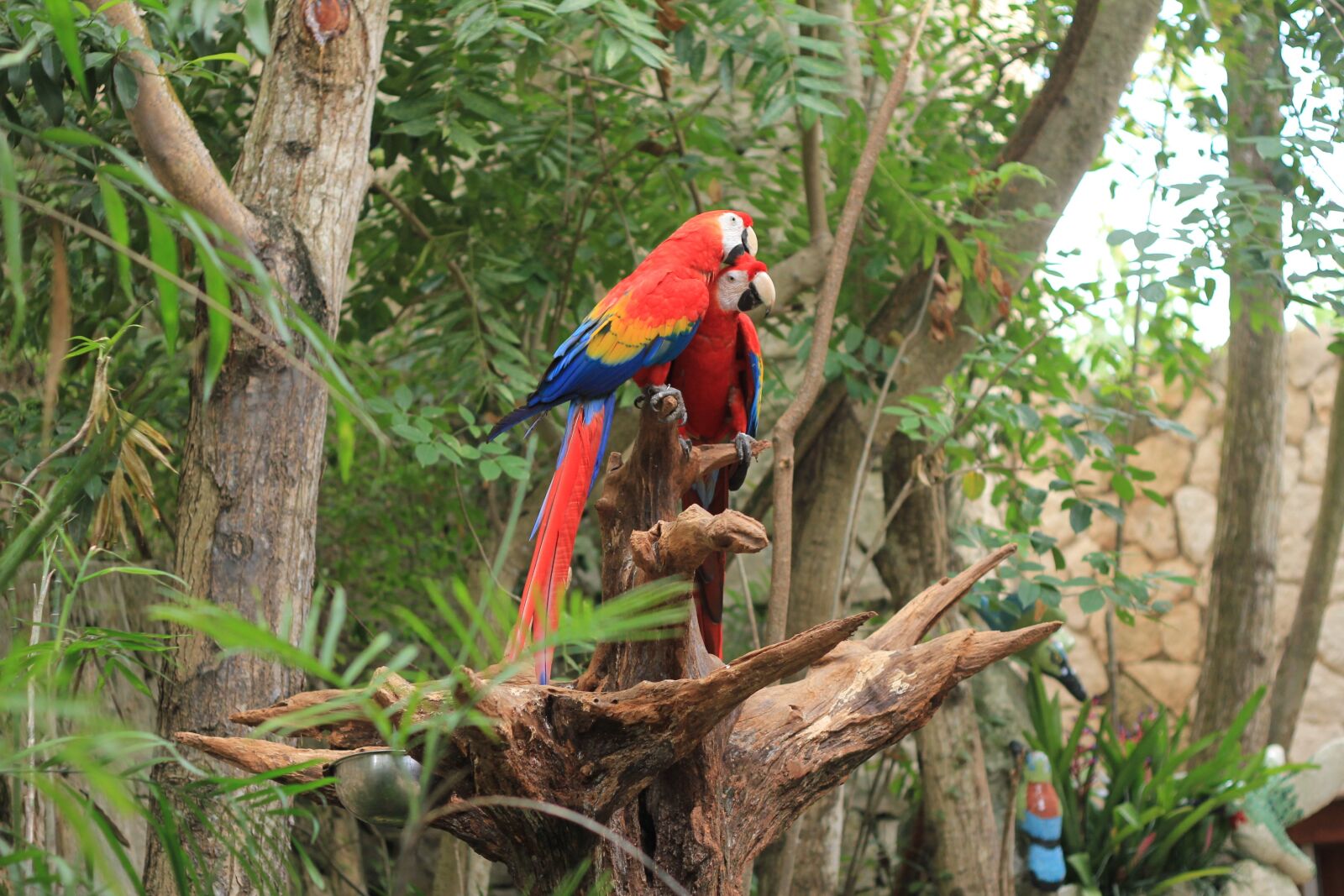 Canon EOS 550D (EOS Rebel T2i / EOS Kiss X4) sample photo. Parrot, scarlet macaw, ave photography