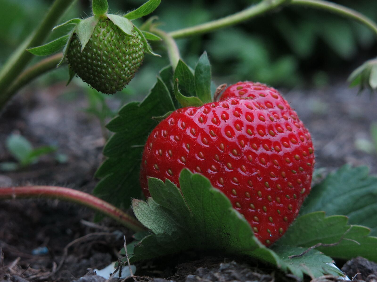 Canon PowerShot G15 sample photo. Strawberry, elsanta, collective nut photography