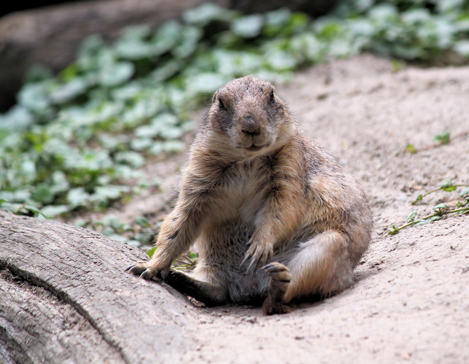 Canon EOS 550D (EOS Rebel T2i / EOS Kiss X4) sample photo. Prairie dogs, pr riov photography