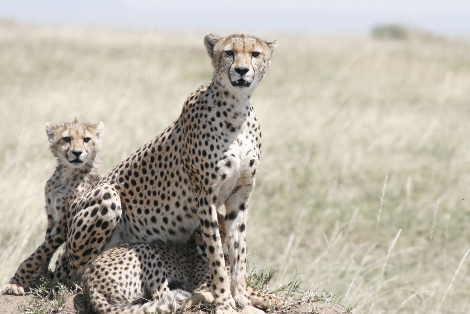 Canon EOS 20D sample photo. Cheetah, cheetah mother, cheetah photography