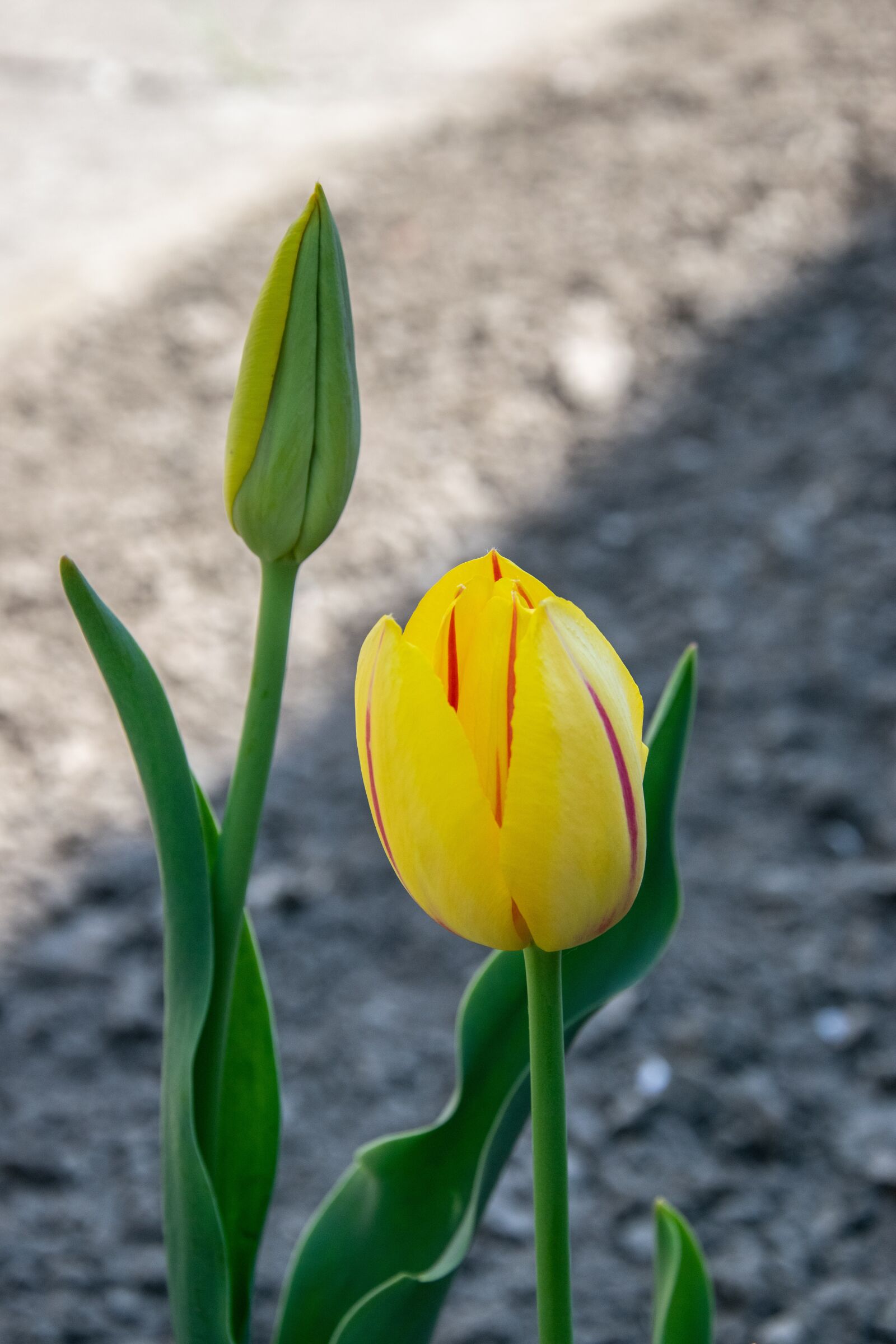 Nikon D3300 sample photo. Tulip, flower, spring photography