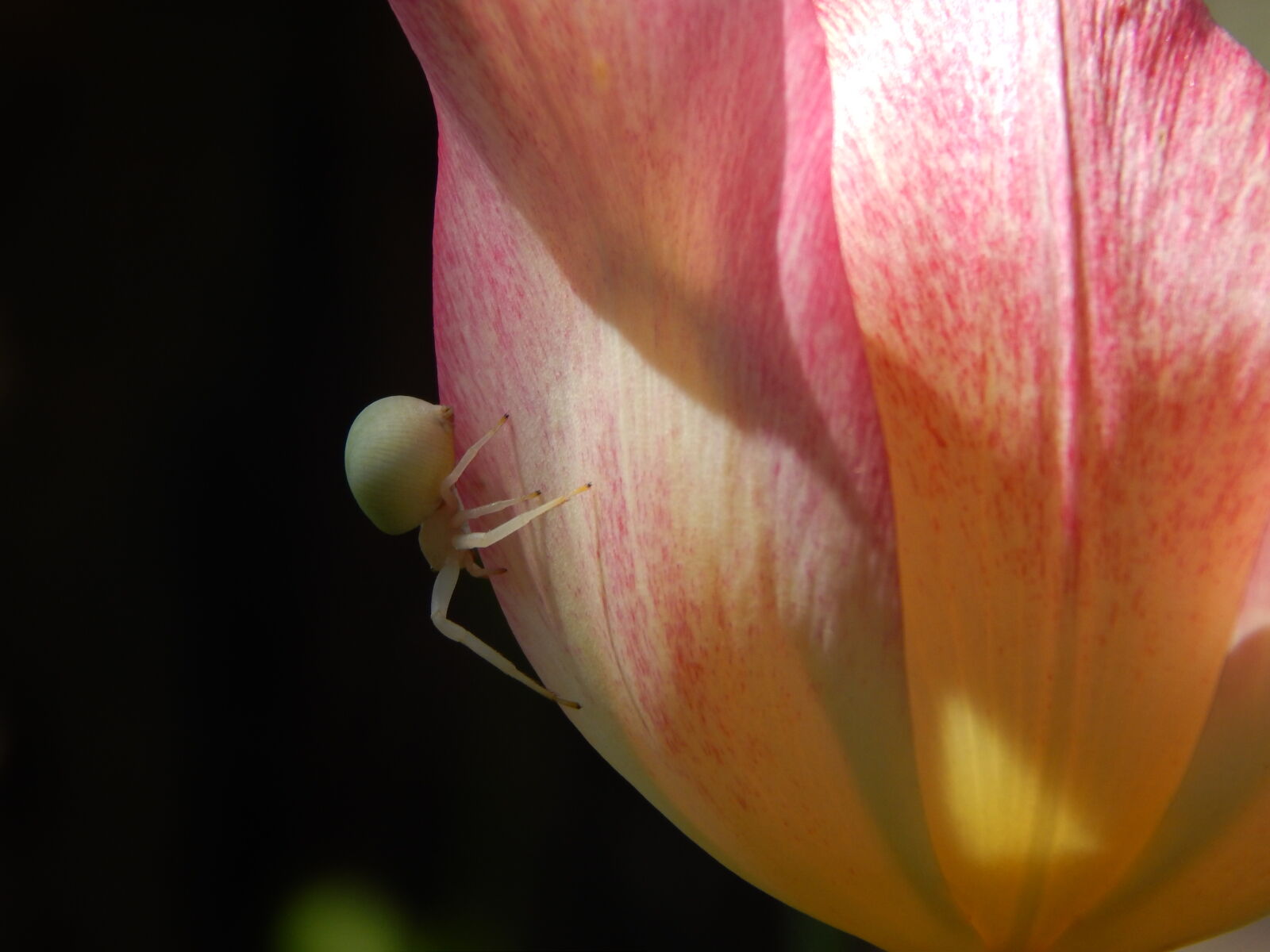 Nikon Coolpix L820 sample photo. Little, spider, tulip photography