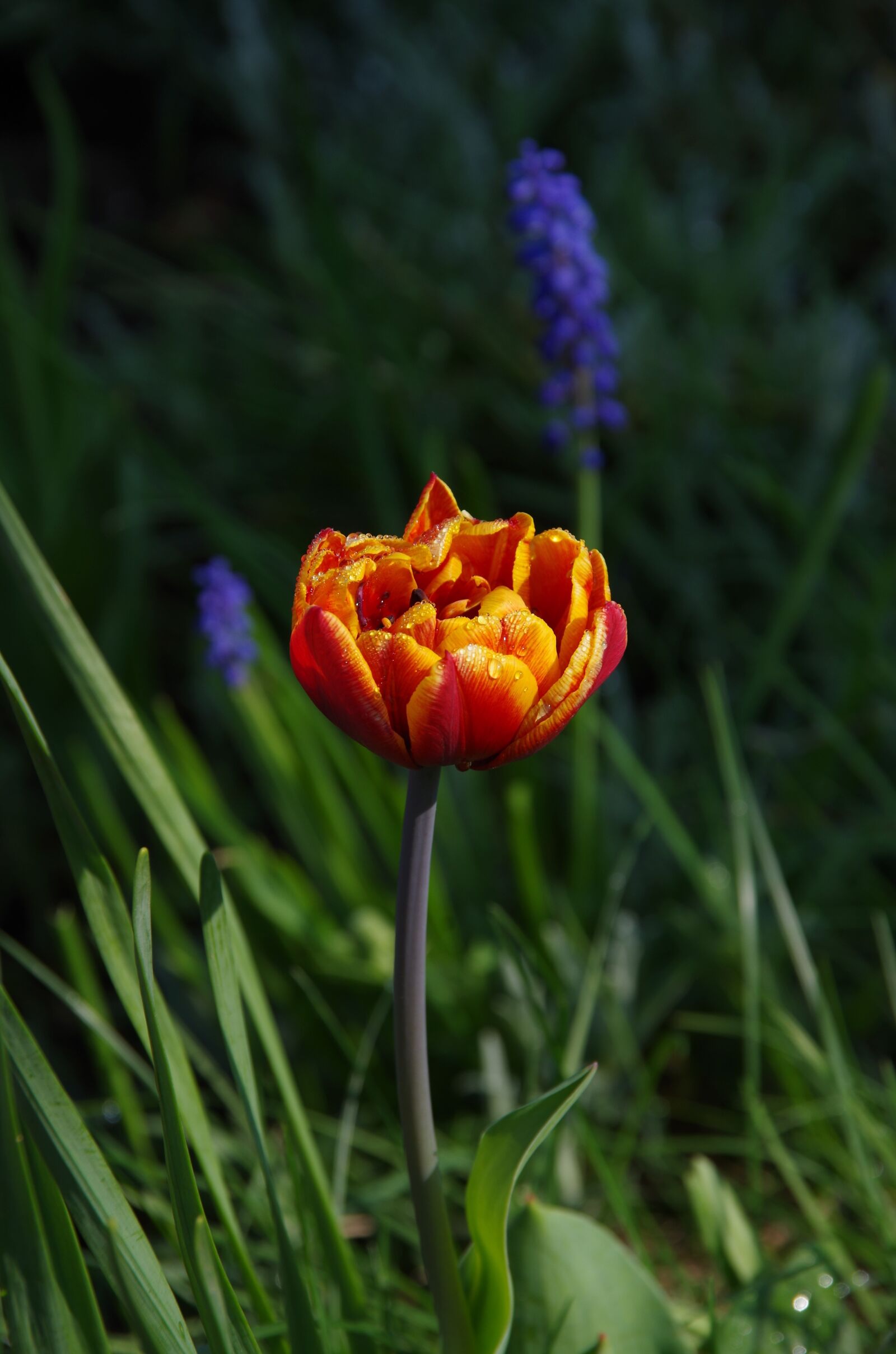 Pentax K-50 sample photo. Nature, flower, plant photography