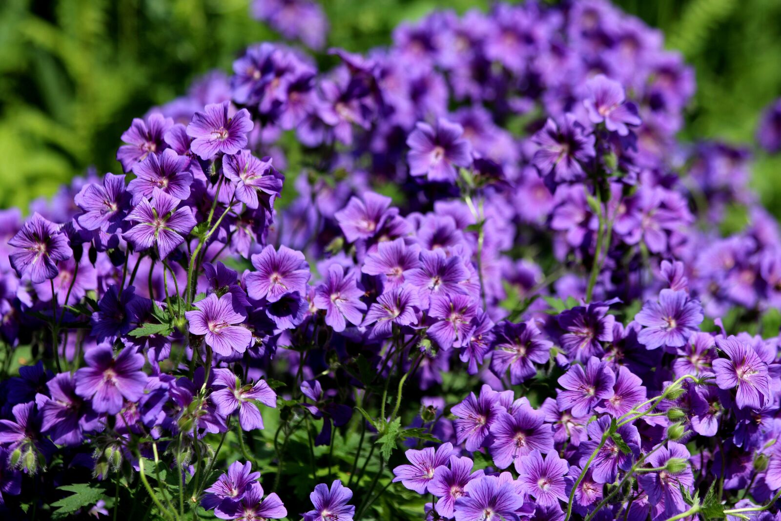 Canon EOS 650D (EOS Rebel T4i / EOS Kiss X6i) sample photo. Geranium, flowers, purple flowers photography