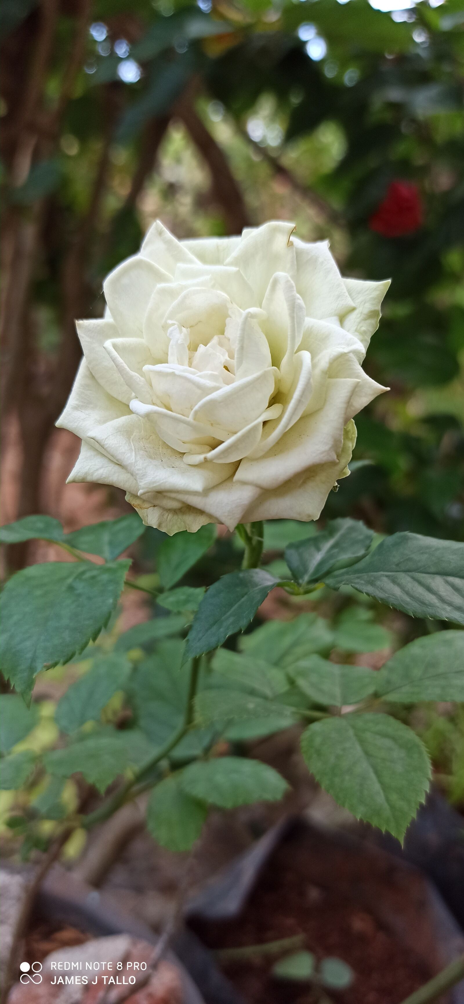 Xiaomi Redmi Note 8 Pro sample photo. Roses originalphoto, xiaomi, note8pro photography