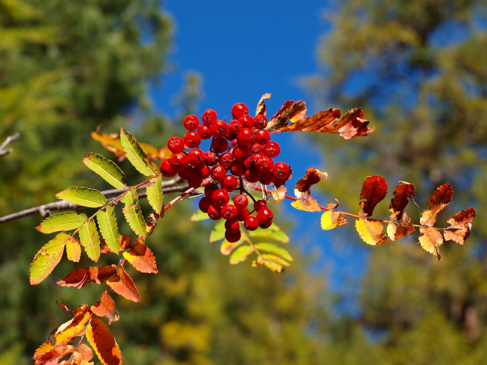Olympus E-420 (EVOLT E-420) sample photo. Plant, berry, swiss alps photography