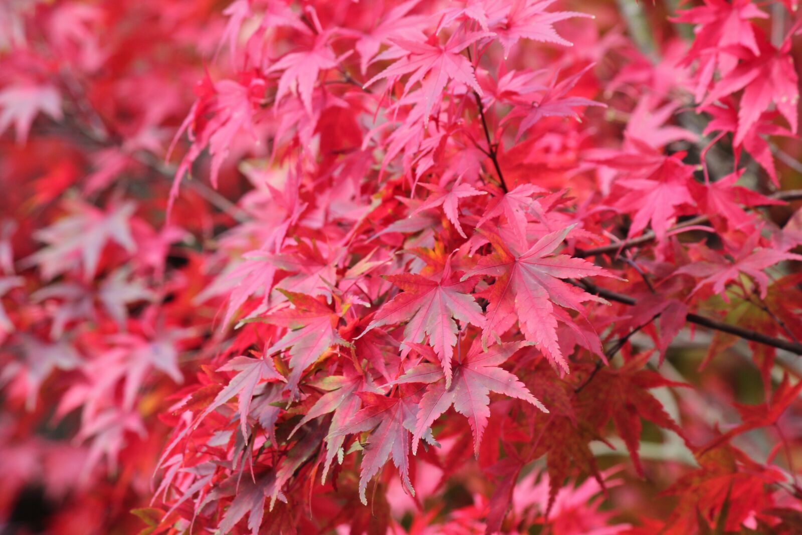 Canon EOS 550D (EOS Rebel T2i / EOS Kiss X4) sample photo. Autumn, fall, nature photography