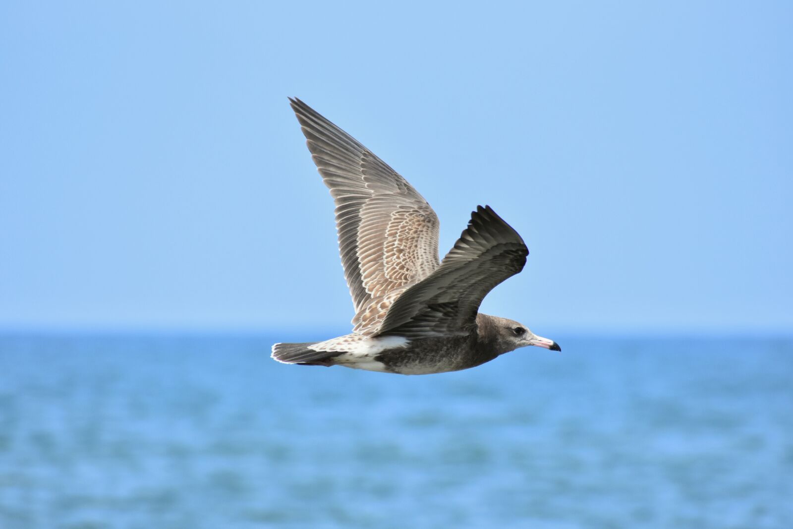 Nikon D7200 sample photo. Animal, sea, bird photography