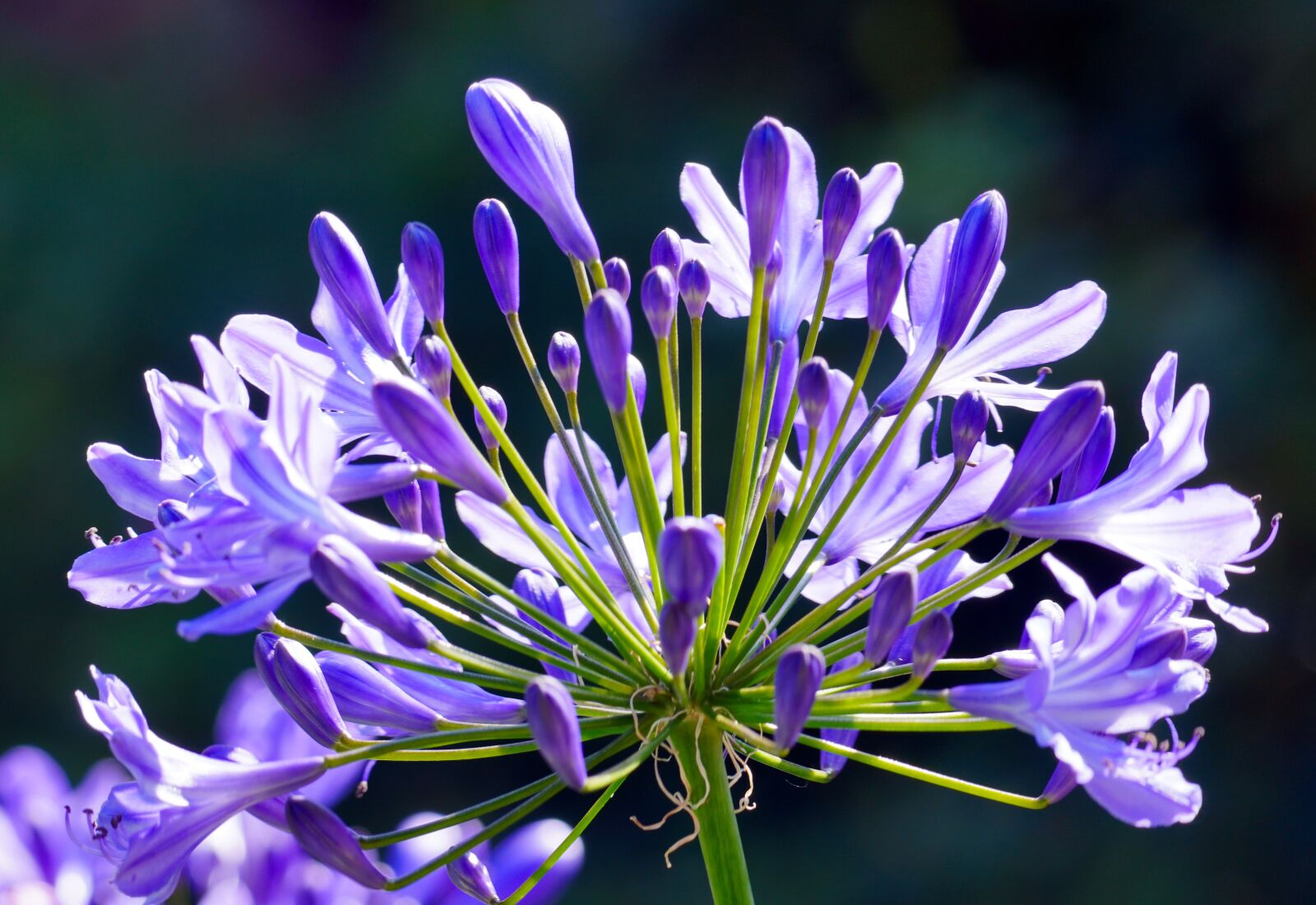 Sony E 70-350mm F4.5-6.3 G OSS sample photo. Agapanthus, blossom, bloom photography