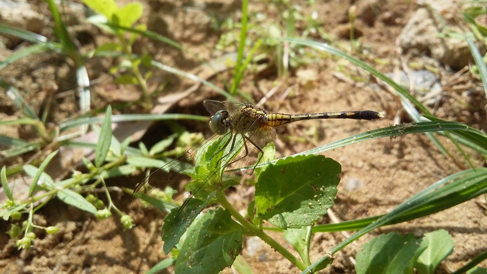 Samsung Galaxy Grand Prime sample photo