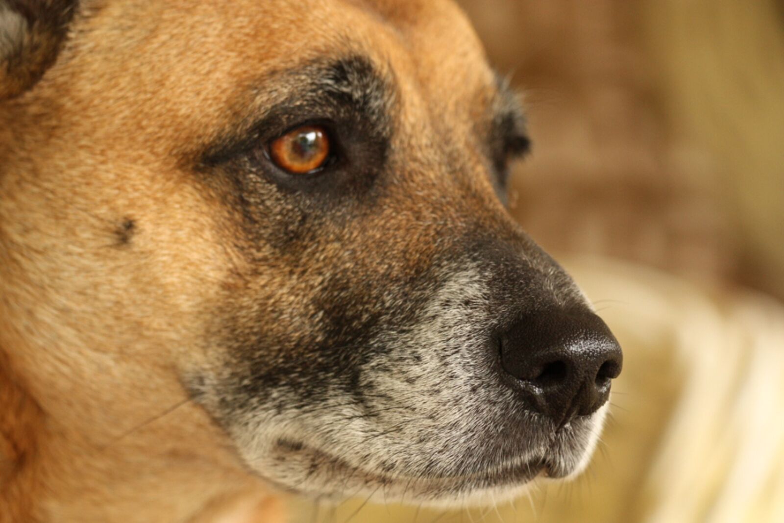 Canon EOS 450D (EOS Rebel XSi / EOS Kiss X2) sample photo. Dog, mutt, crossbreed photography