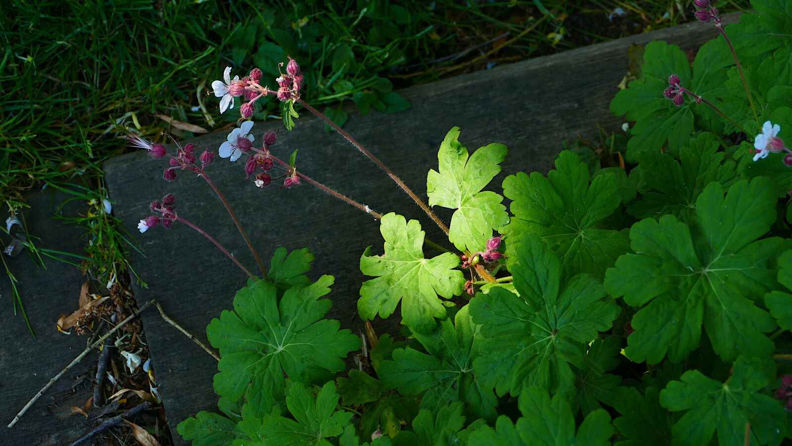 Panasonic Lumix DMC-FZ1000 sample photo. Plant, plants, green photography