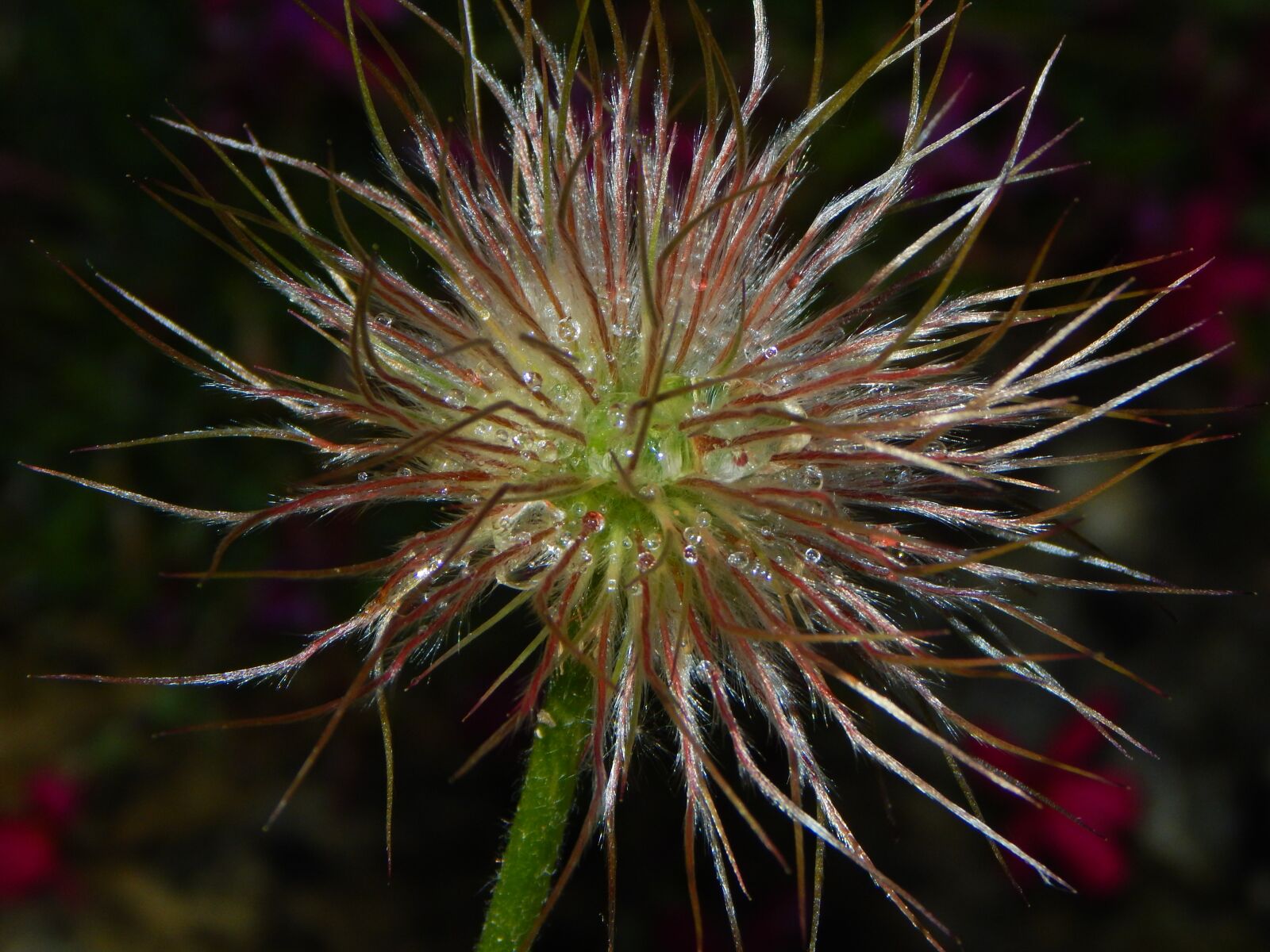Nikon Coolpix L830 sample photo. Pasqueflower, pasque flower, seeds photography
