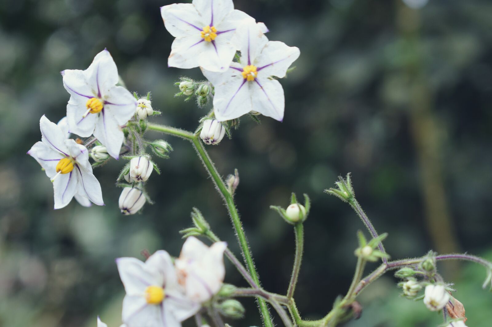 Nikon D5300 sample photo. Flower, white flower, wallpaper photography