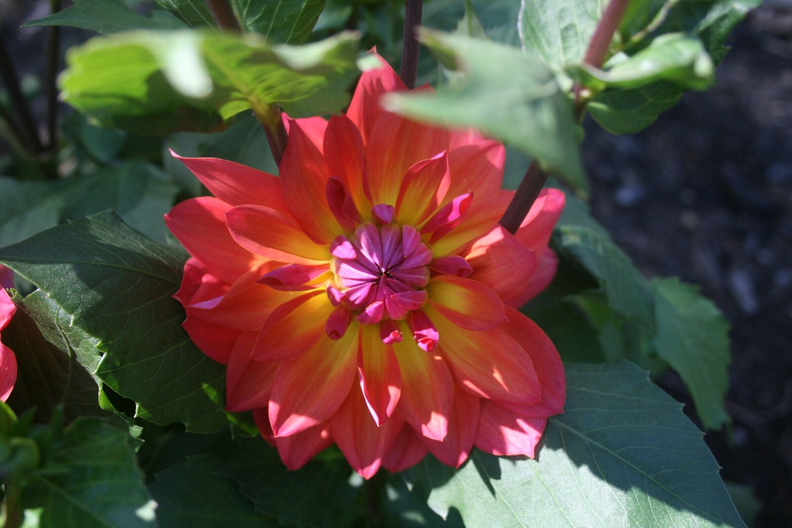 Canon EOS 400D (EOS Digital Rebel XTi / EOS Kiss Digital X) sample photo. Dahlia, flower, nature photography