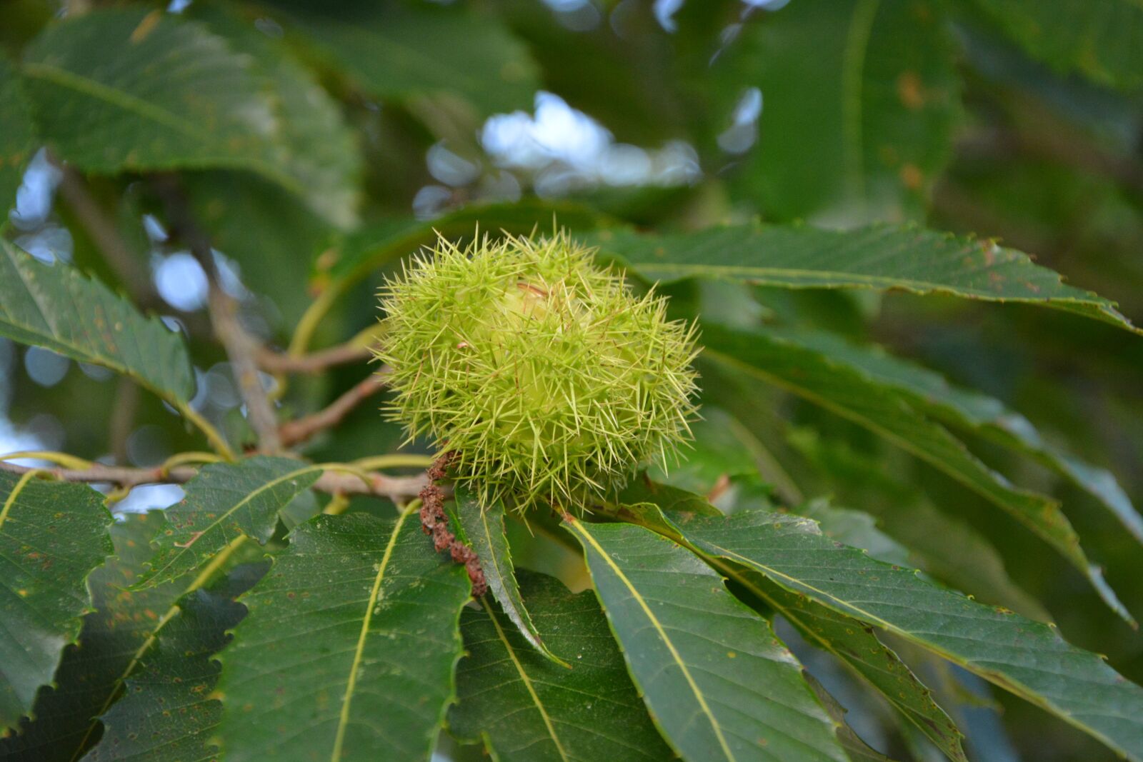 Nikon D5200 sample photo. Bug, chestnut, shell spicy photography