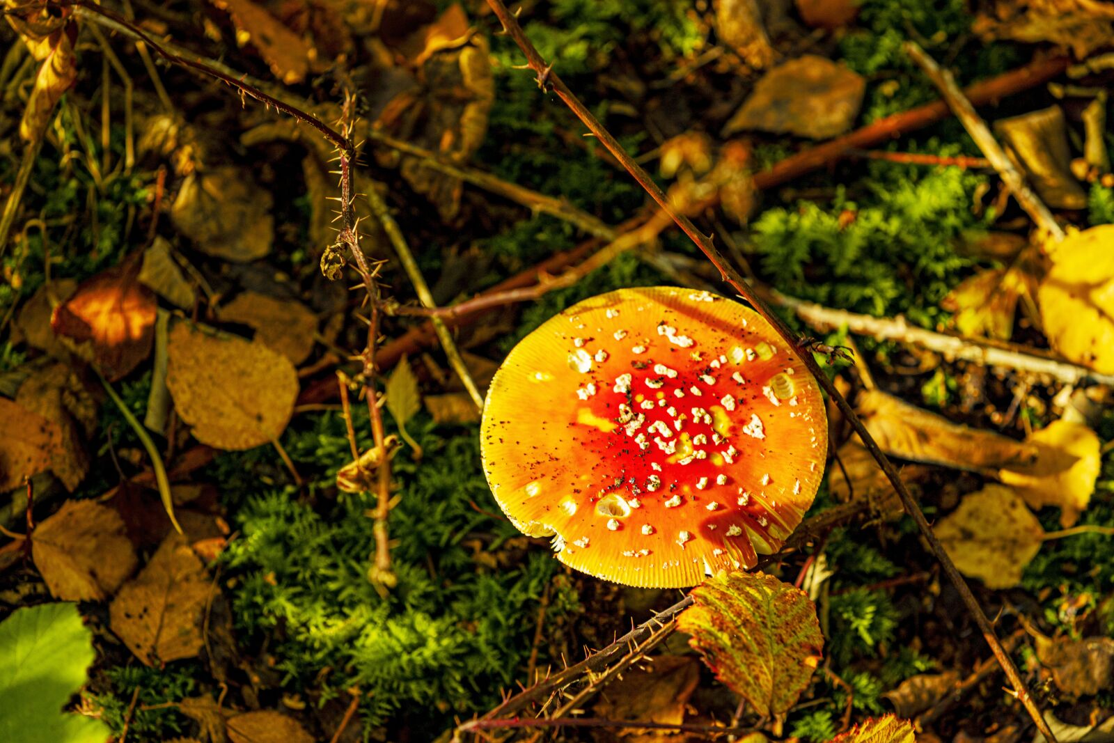 Canon EOS 6D Mark II + Canon EF 70-200mm F2.8L IS II USM sample photo. Mushroom, autumn, forests photography