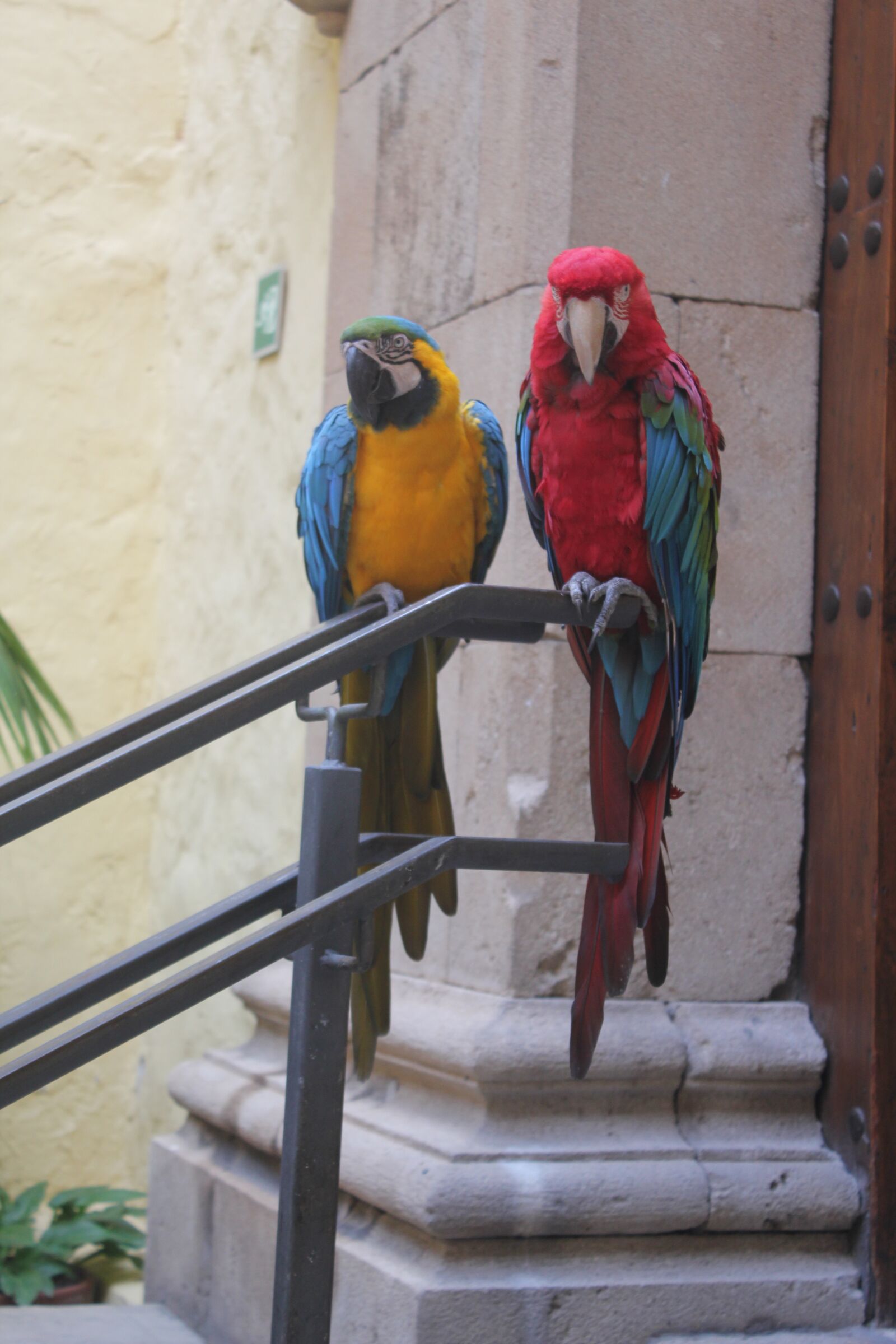 Canon EOS 550D (EOS Rebel T2i / EOS Kiss X4) sample photo. Parrots, canary islands, bird photography