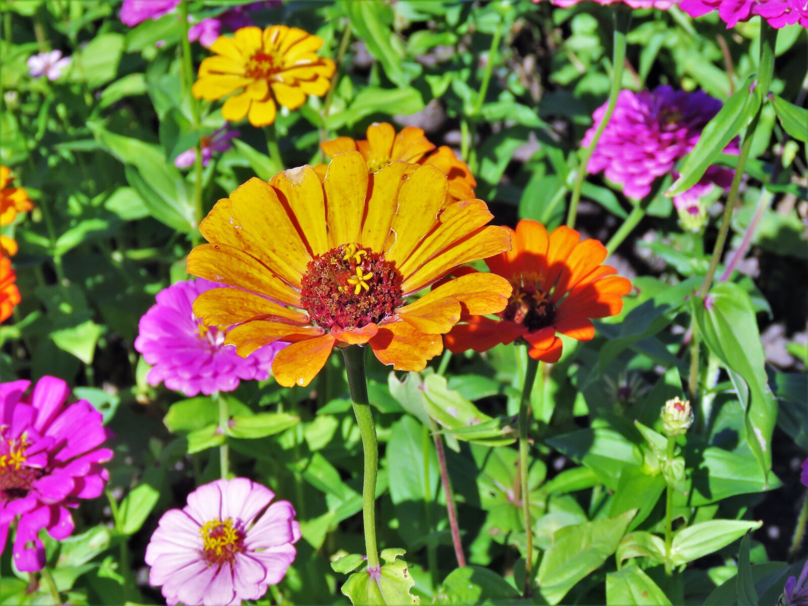 Canon PowerShot SX60 HS sample photo. Flowers, colorful, yellow photography