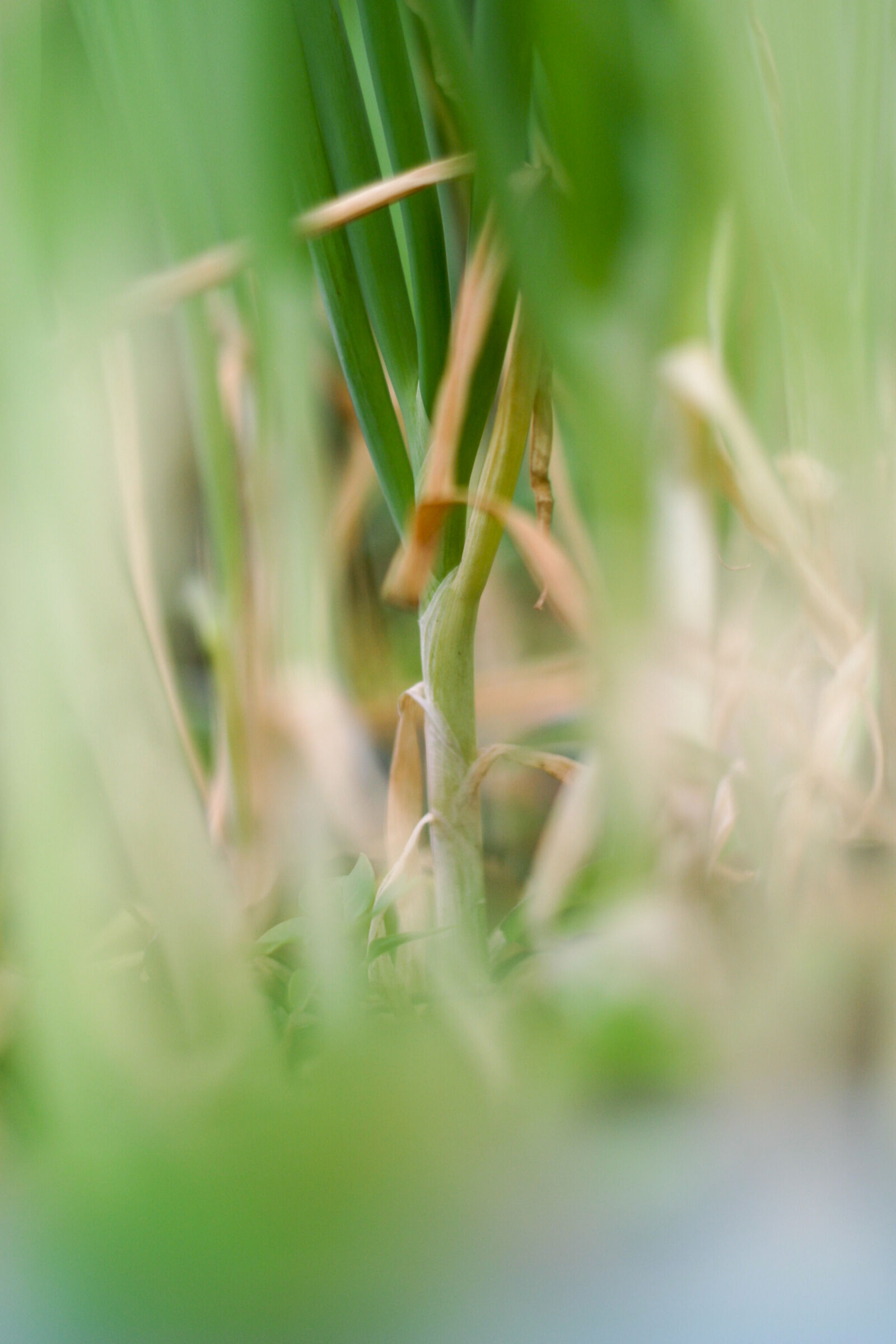 Canon EOS 10D sample photo. Onions, spring photography