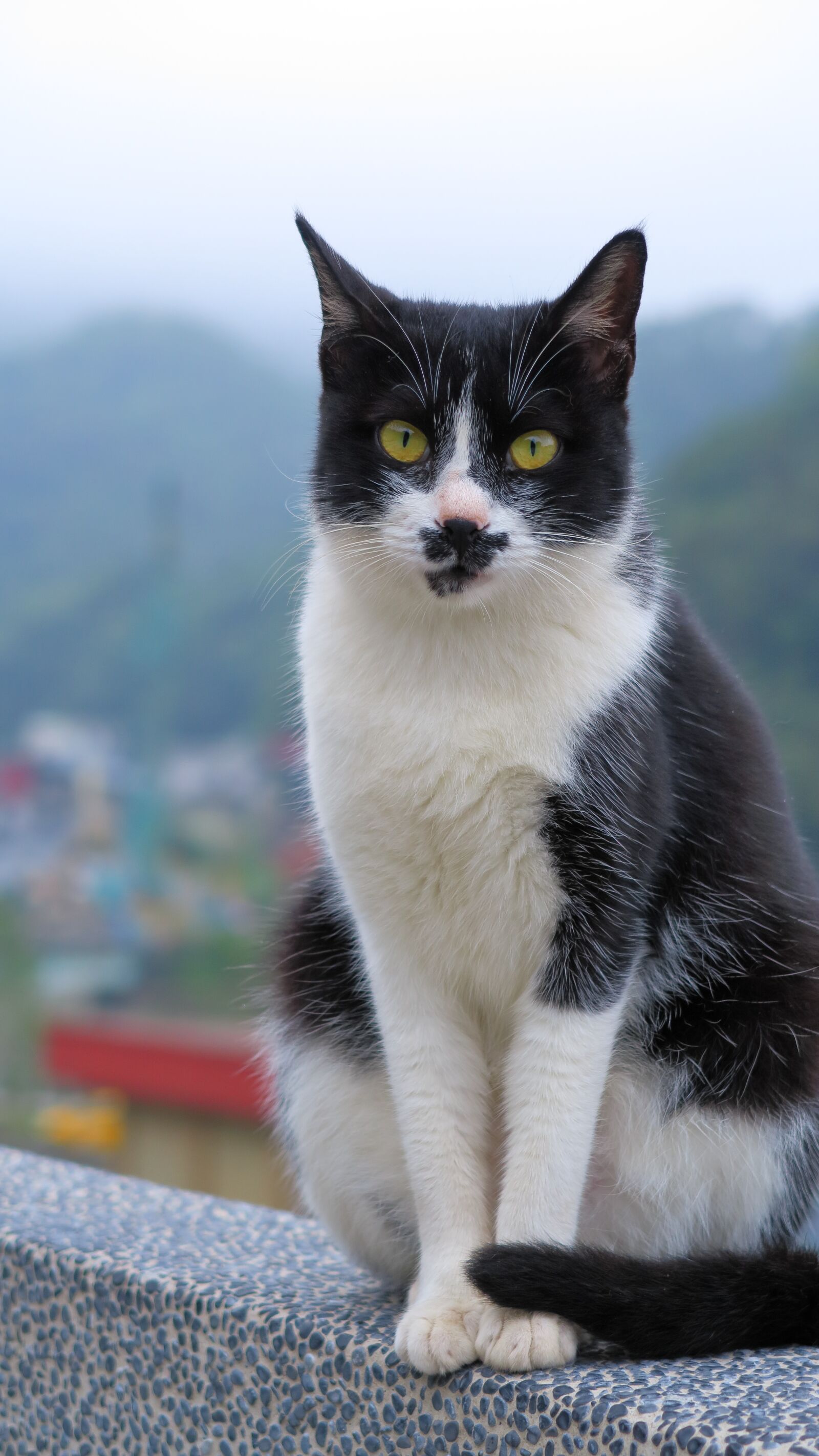 Canon PowerShot G7 X sample photo. Animal, cat, pets photography