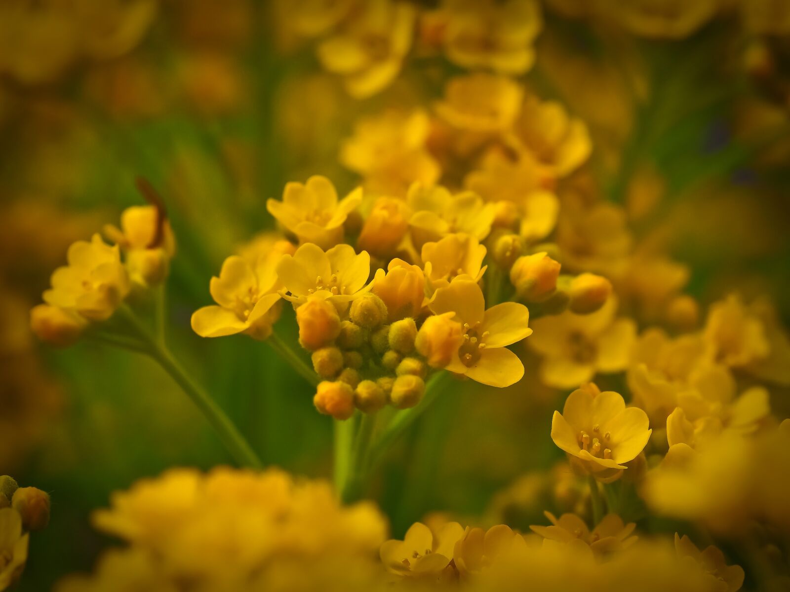 Olympus OM-D E-M10 sample photo. Smooth brillensch tchen, brillensch photography