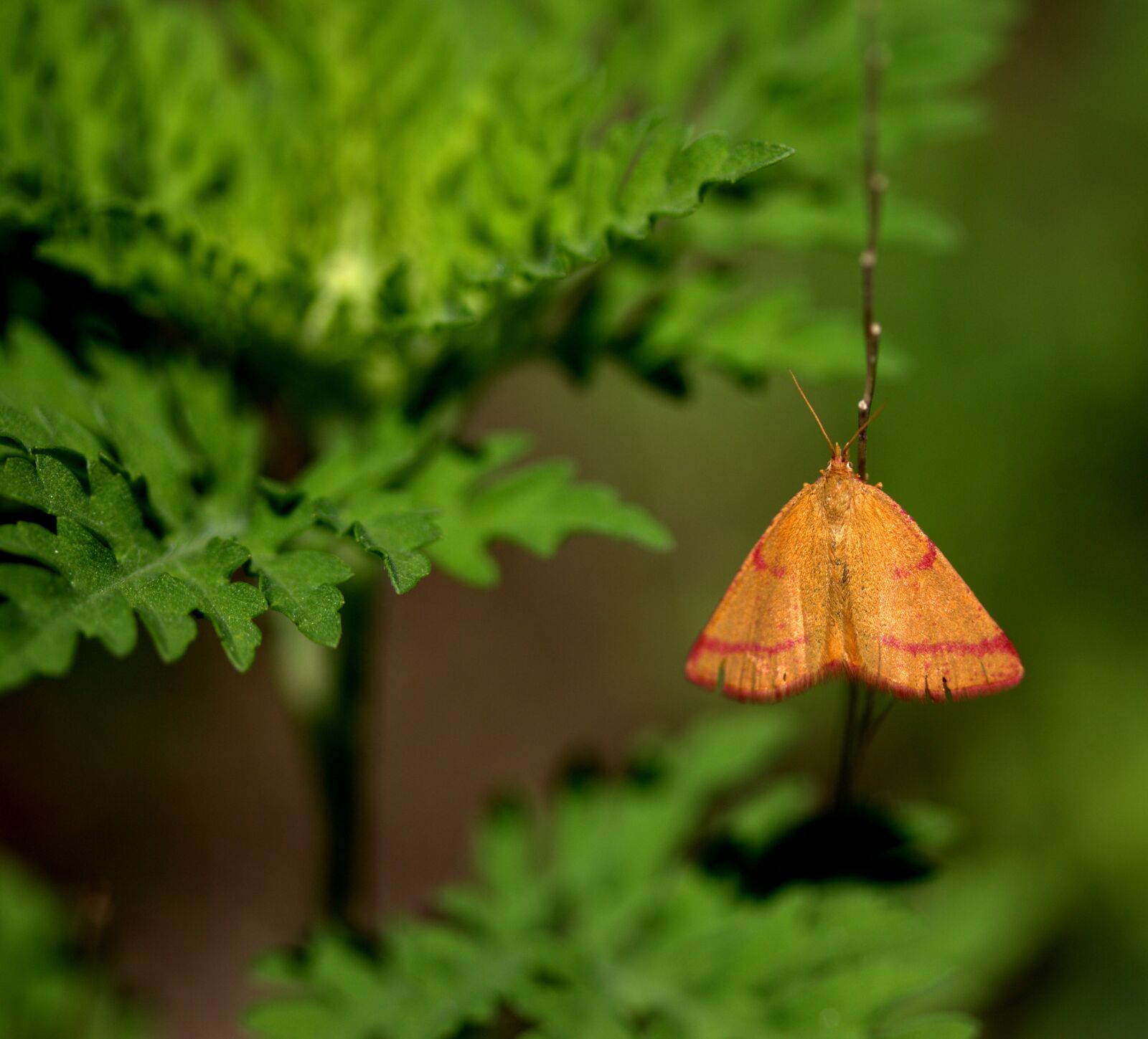 Canon EF-S 60mm F2.8 Macro USM sample photo. Butterfly, orange, wings photography