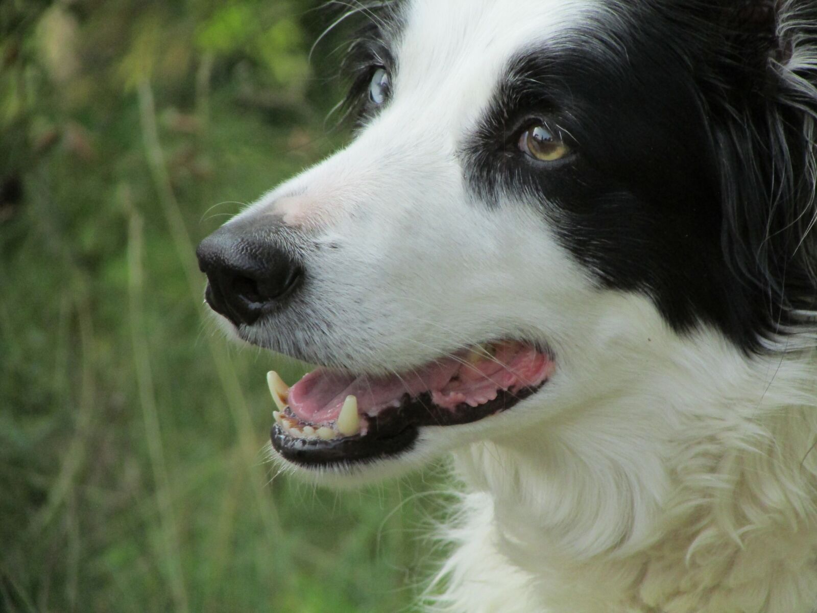 Canon PowerShot SX500 IS sample photo. Dog, different eyes, eyes photography