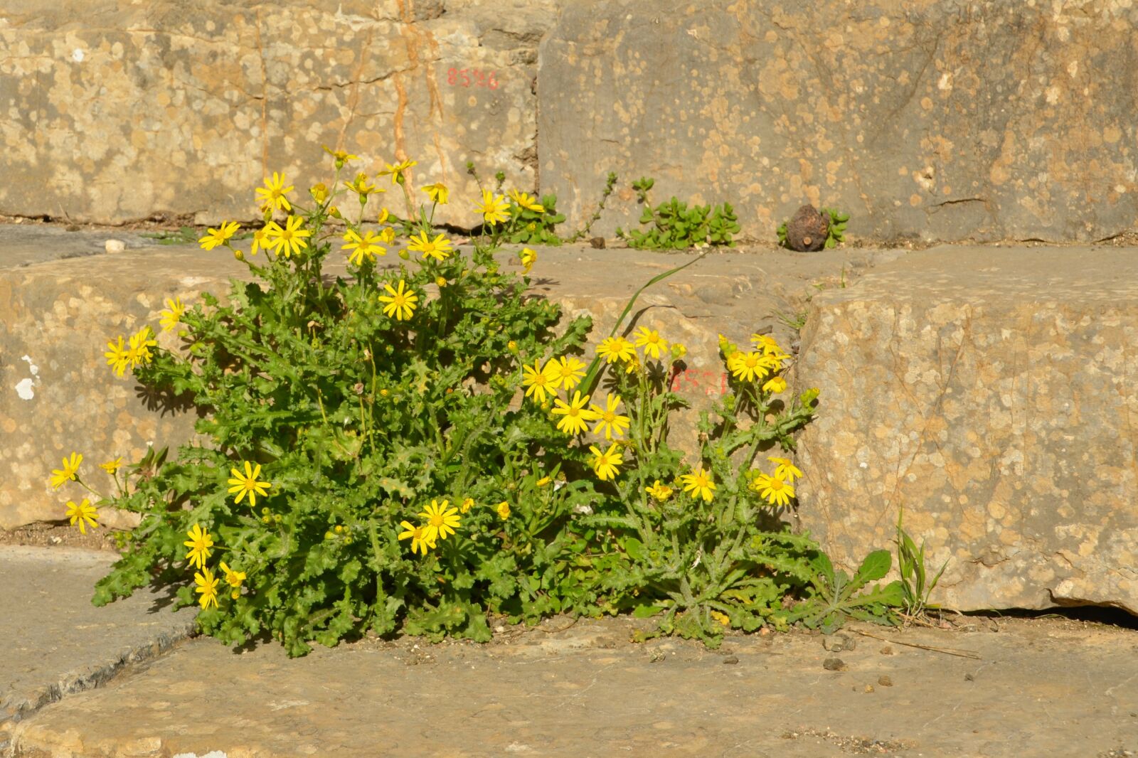 Nikon D5100 sample photo. Nature, flower, plant photography