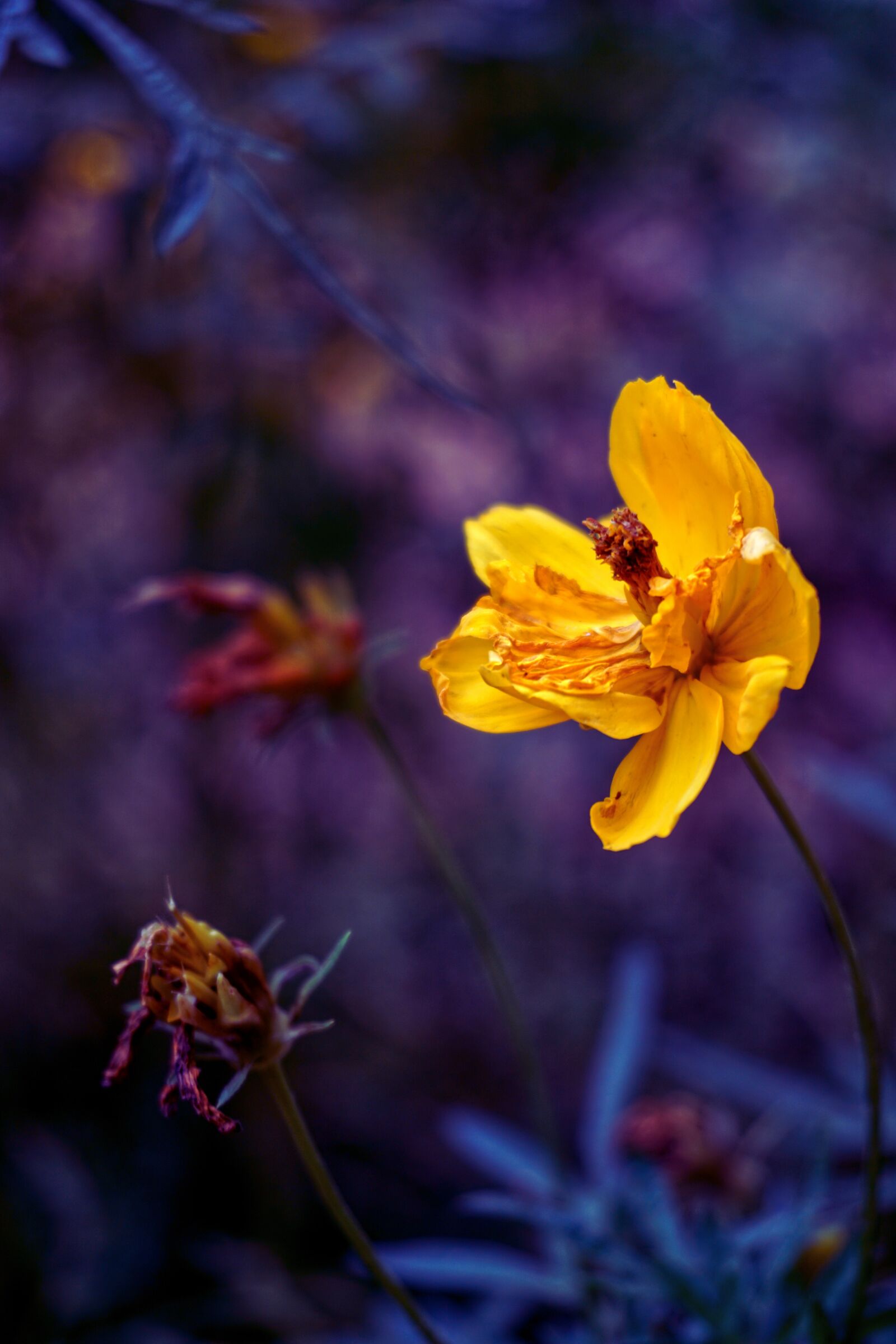 Sony a6000 sample photo. Bud, fantasy, vivid photography
