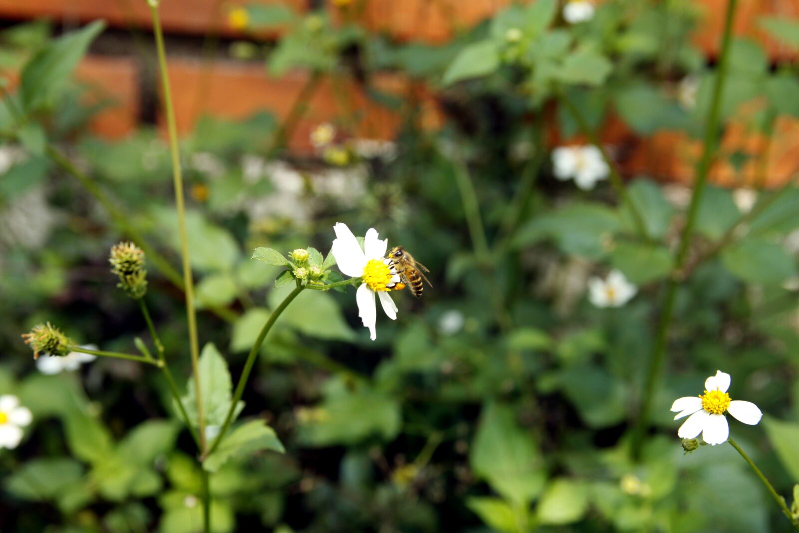 Canon EOS 50D sample photo. Bee, flower, grass photography