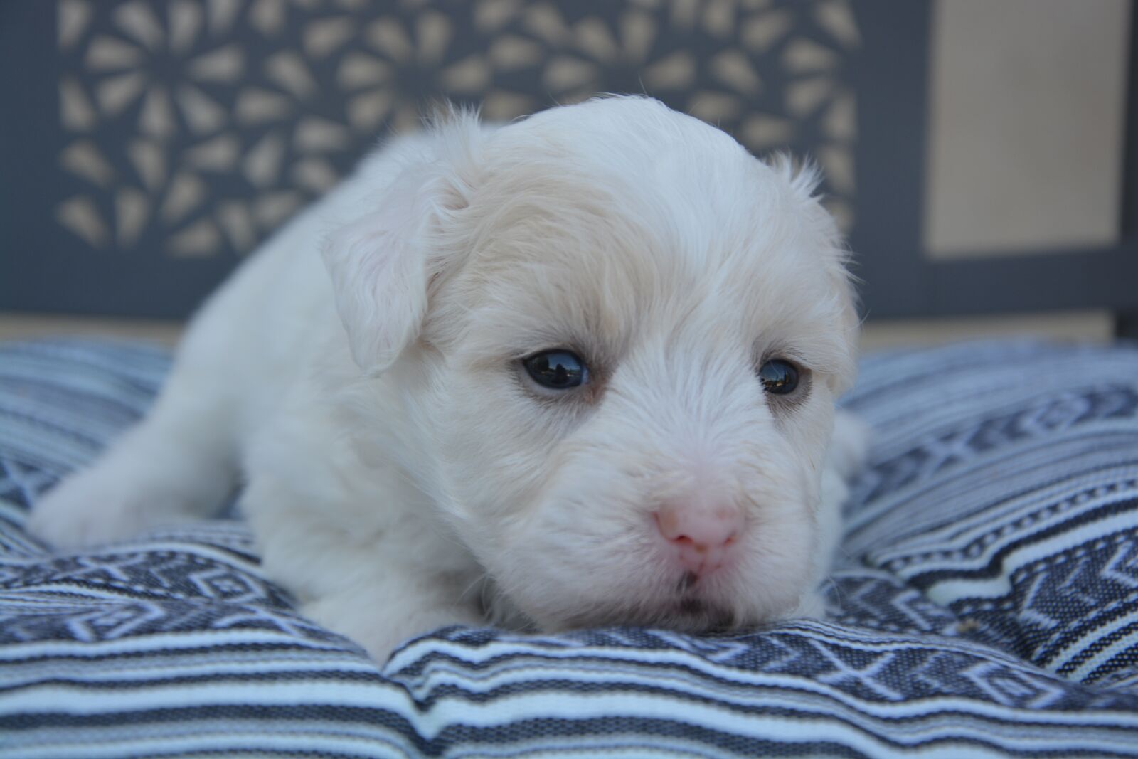 Nikon D5200 sample photo. Cotton tulear, puppy, dog photography