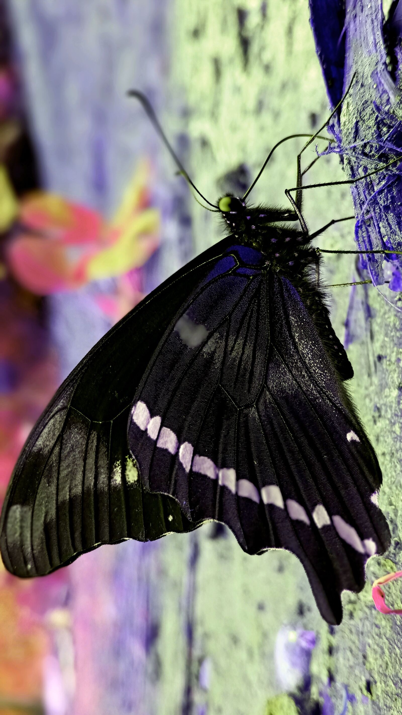 Samsung SM-A107F sample photo. Butterfly, micro-photography, angles photography