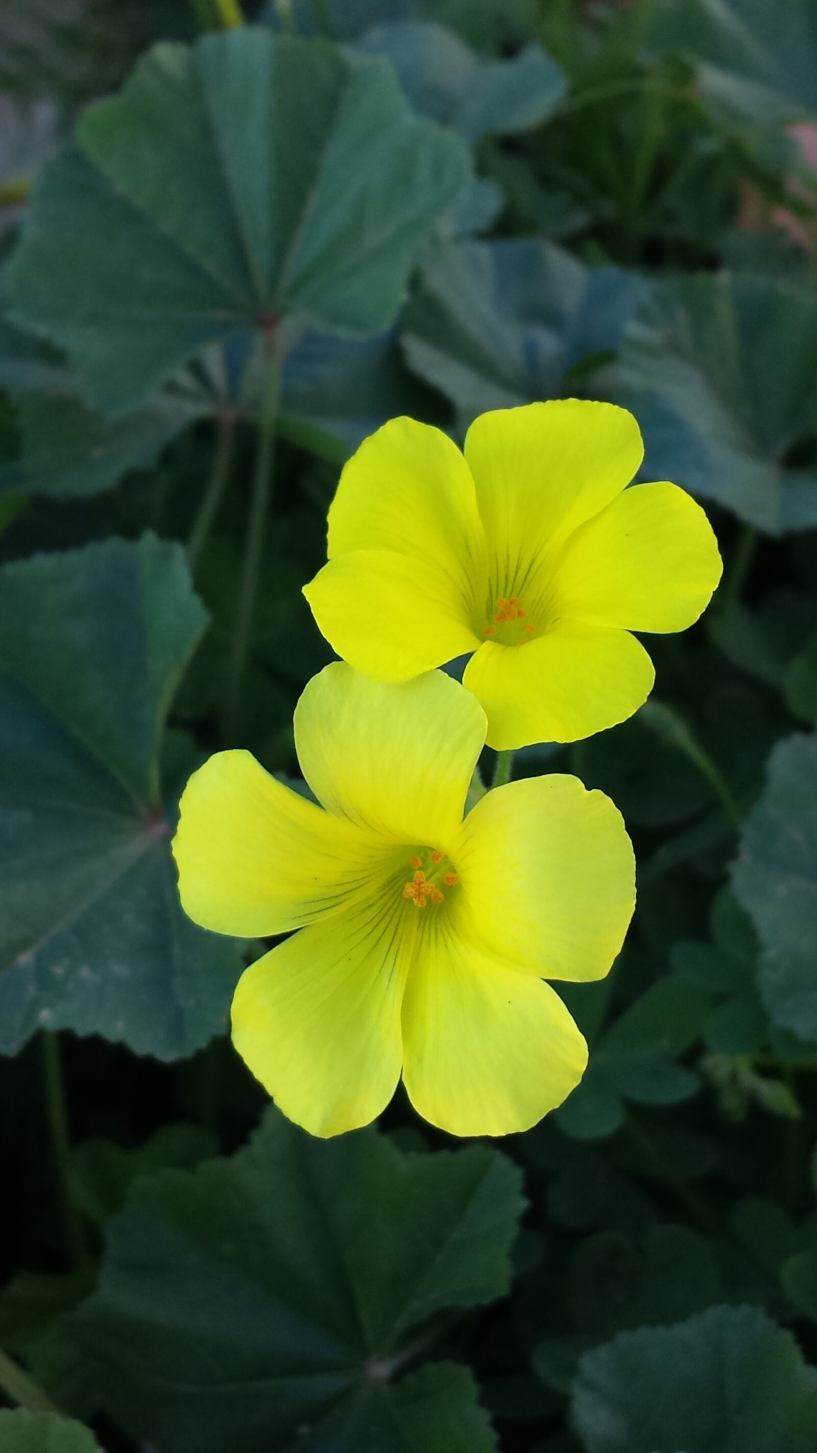 Samsung Galaxy S4 sample photo. Spring, summer, flowers photography