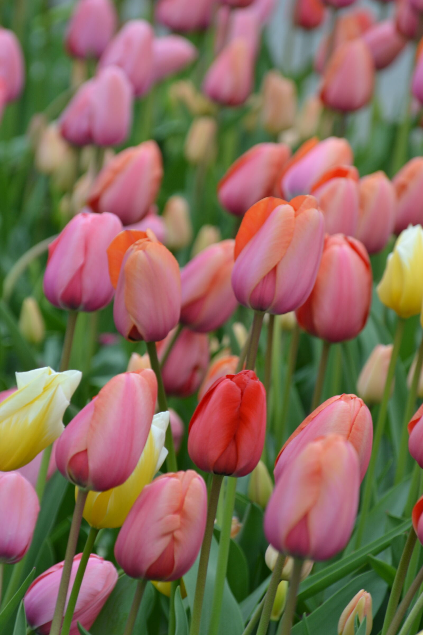 Nikon D3100 sample photo