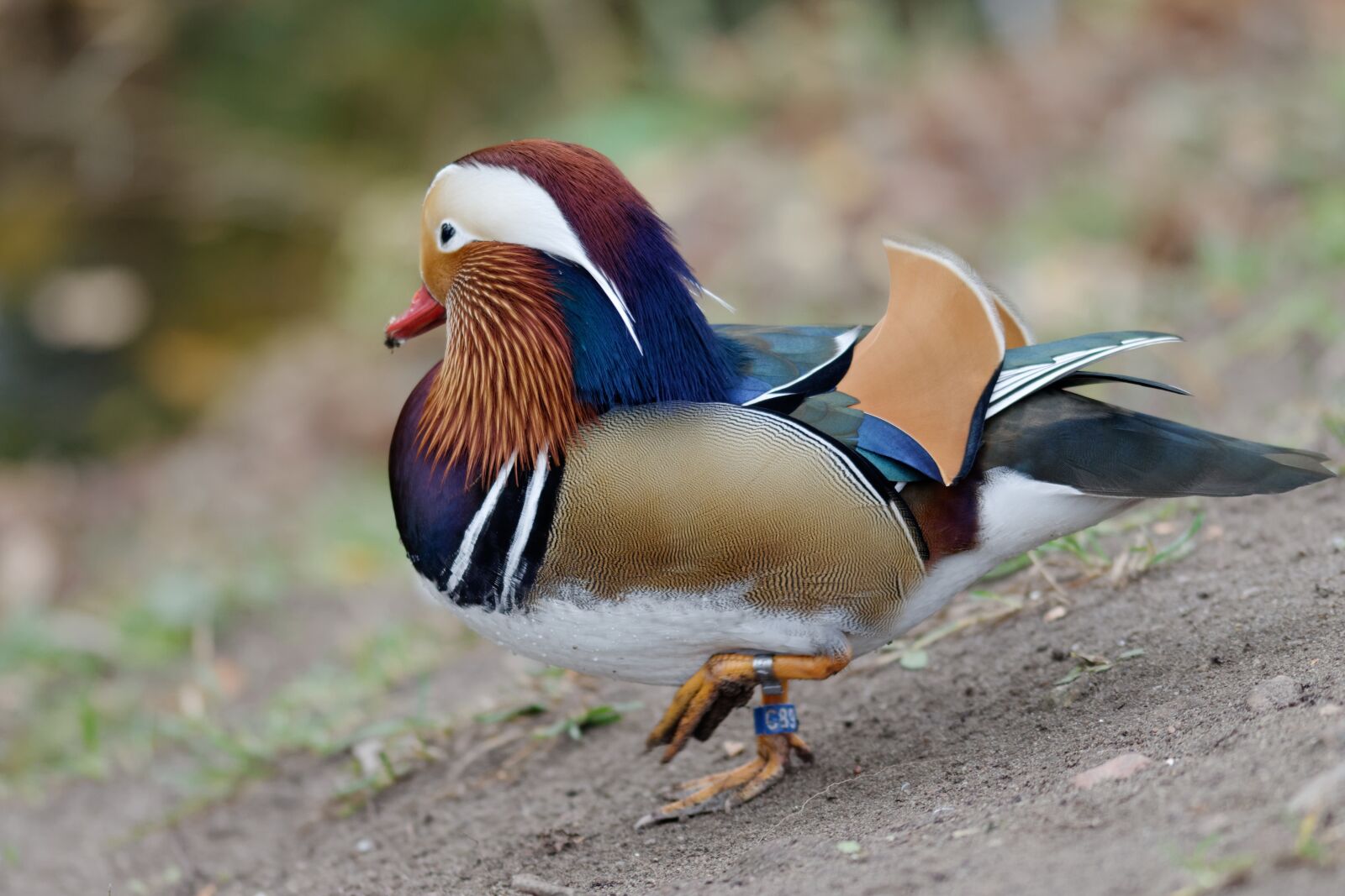 Nikon D5100 sample photo. Bird, duck, mandarin photography