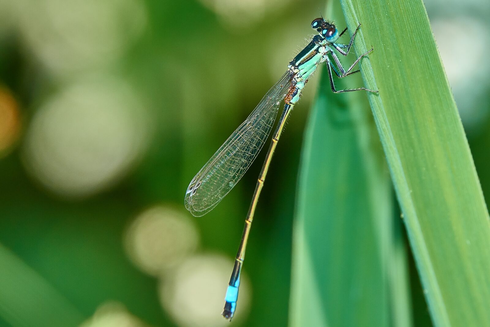 Sony Cyber-shot DSC-RX10 IV sample photo. Dragonfly, grass, insect photography