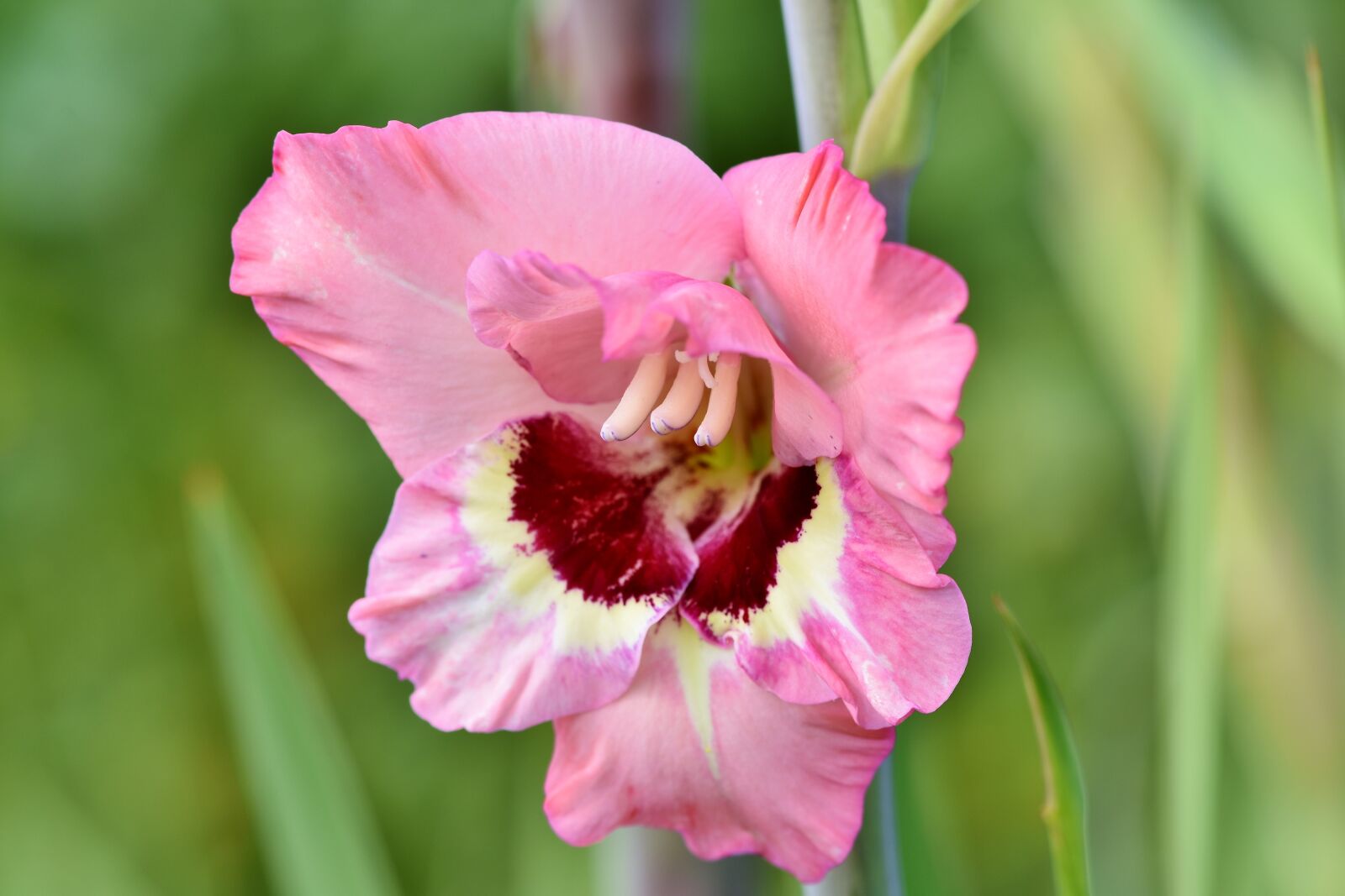 Nikon D7200 sample photo. Gladiolus, gladidus, butterfly greenhouse photography