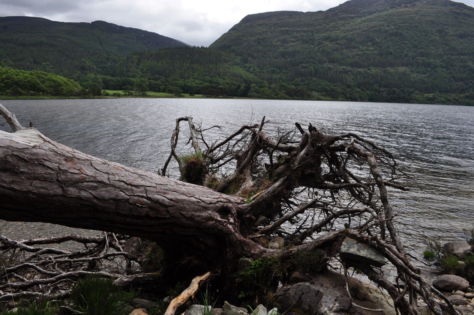 Nikon D5000 sample photo. Tree, nature, water photography