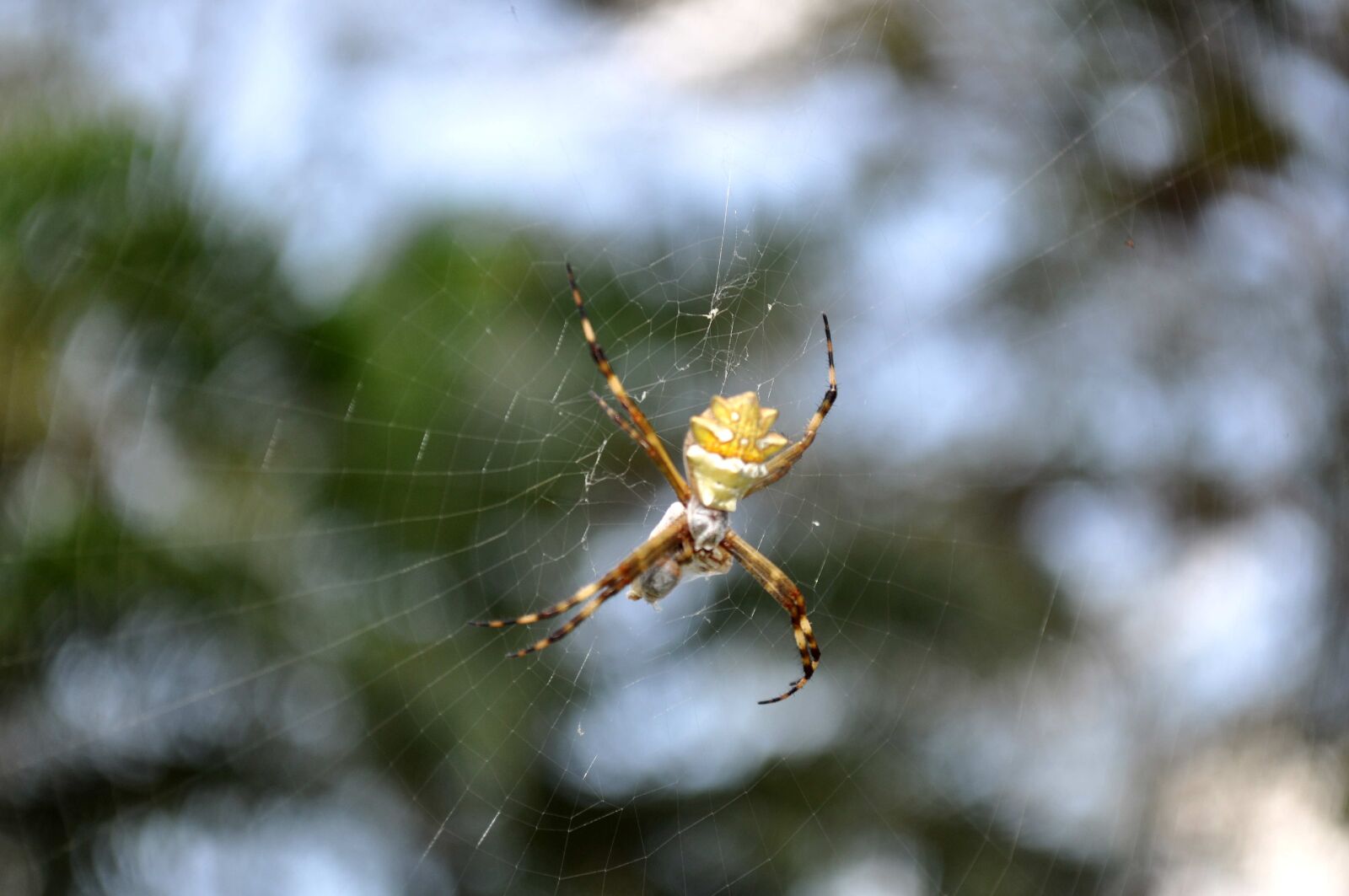 Nikon D5000 sample photo. Details, image, spider, net photography