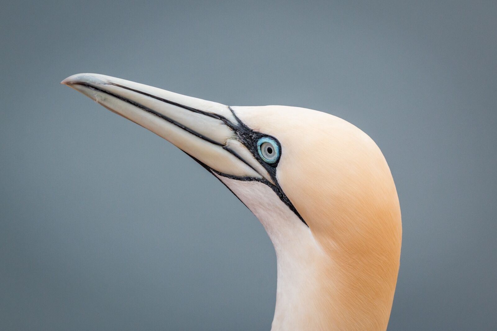 Canon EOS 70D + 150-600mm F5-6.3 DG OS HSM | Contemporary 015 sample photo. Northern gannet, boobies, morus photography