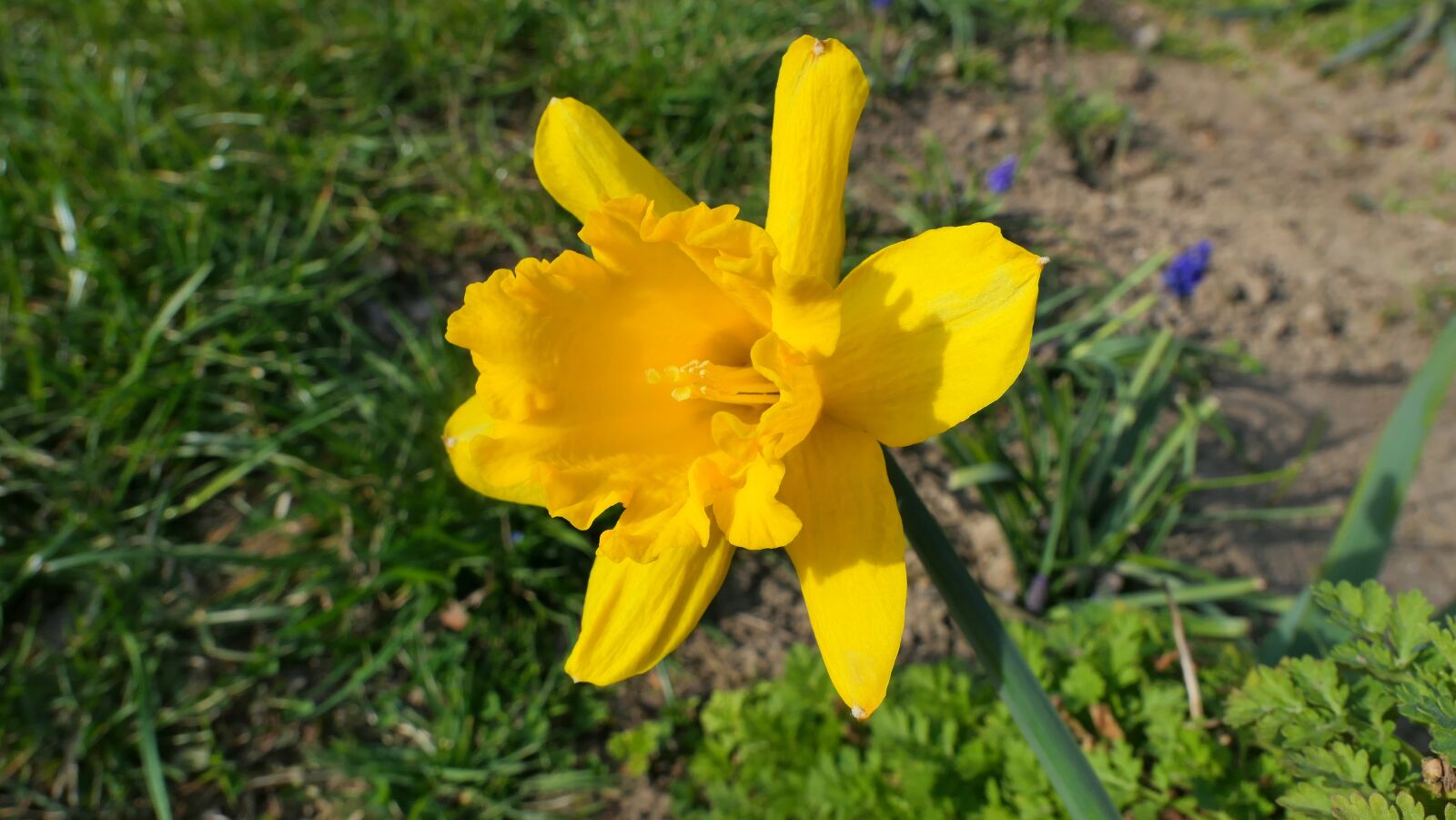 Panasonic Lumix DMC-LX10 (Lumix DMC-LX15) sample photo. Daffodil, flower, yellow photography