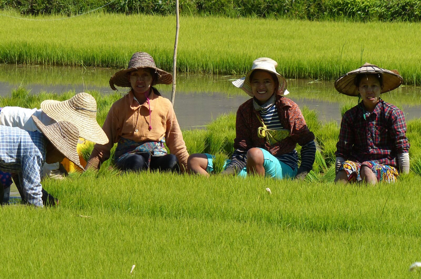Panasonic Lumix DMC-FZ200 sample photo. Field, grass, rice photography