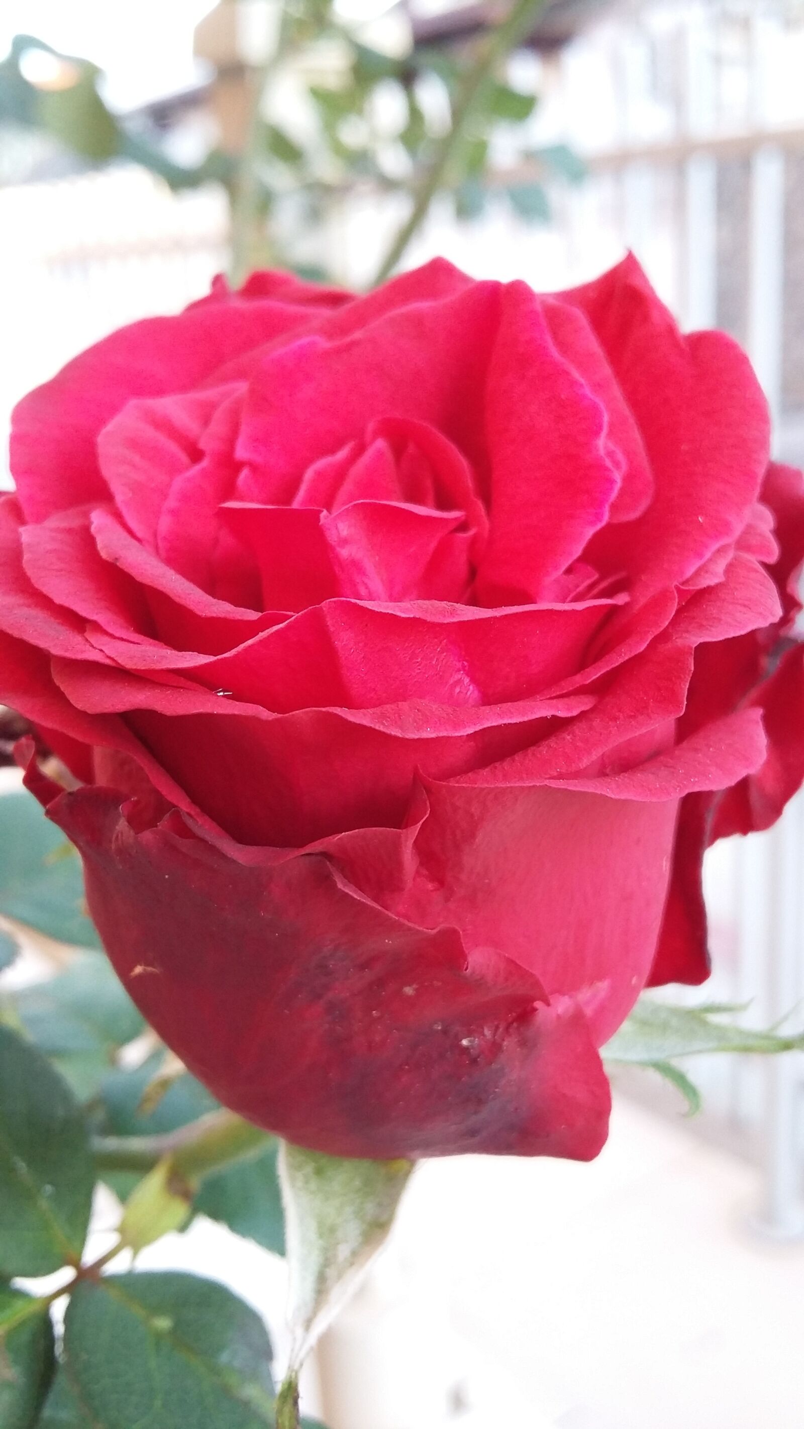 Samsung Galaxy Grand Prime sample photo. Rosa, flower, nature photography