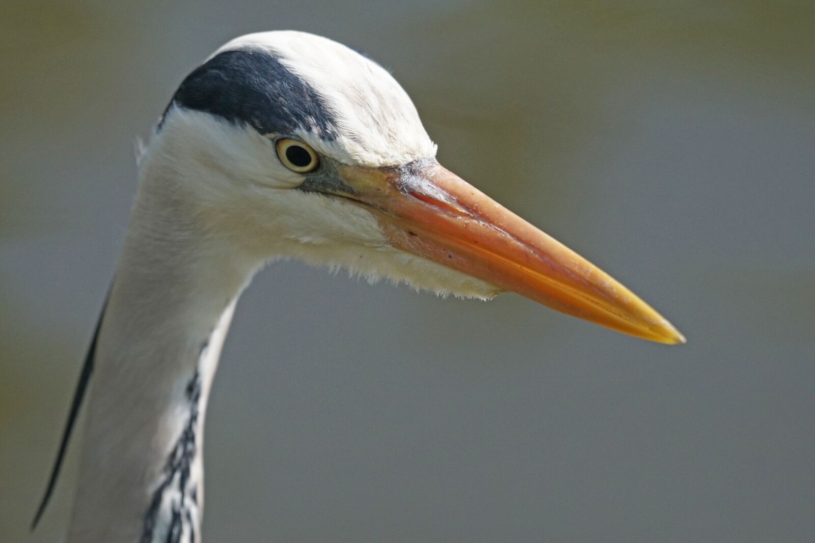 Sony ILCA-77M2 + Sony 70-400mm F4-5.6 G SSM sample photo. Grey heron, heron, eastern photography