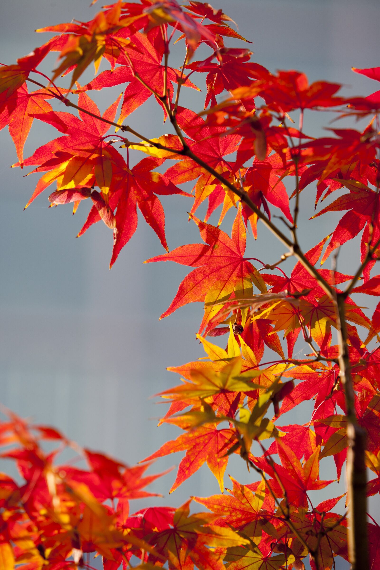 Canon EOS 5D sample photo. Autumn leaves, autumn, red photography